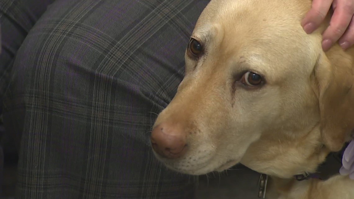 Service dog comforting victims of child abuse in King County