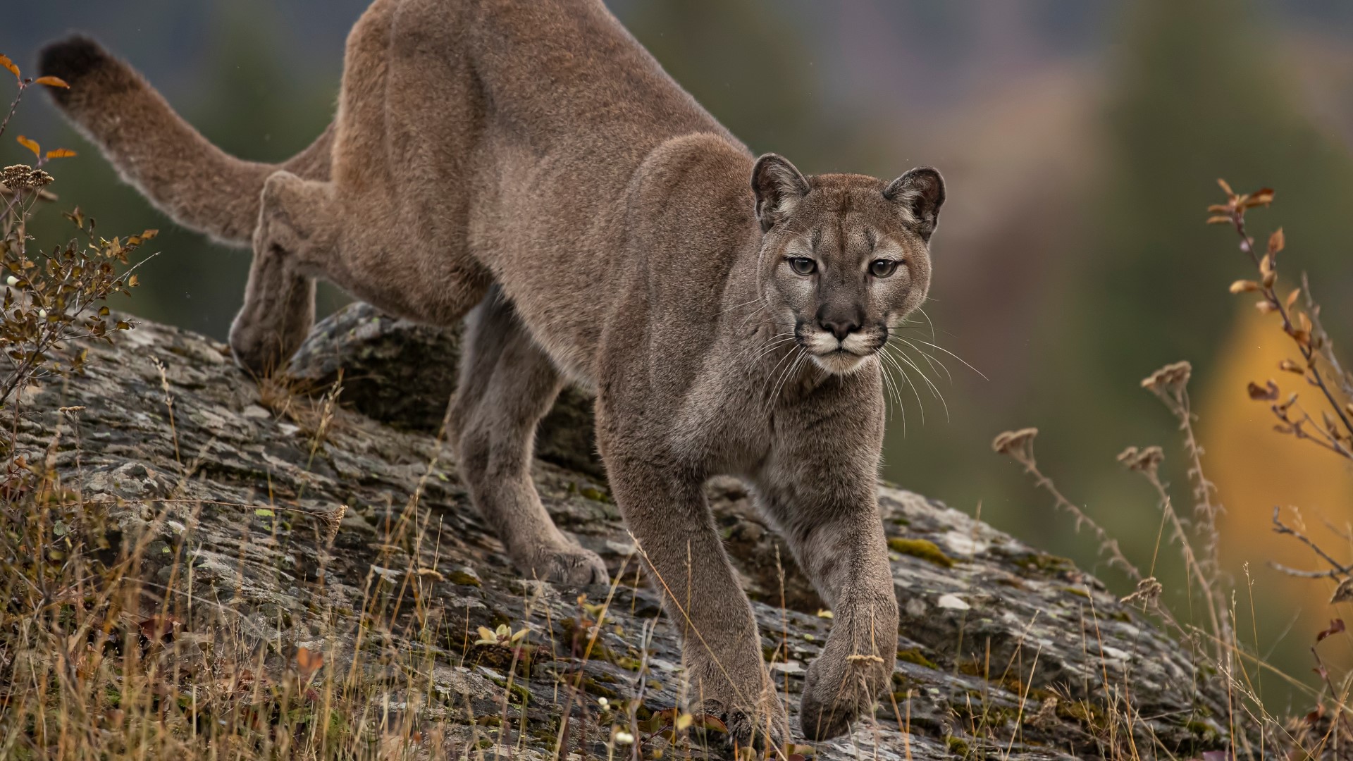 Search for cougar that attacked 8-year-old in Olympic National Park  continues