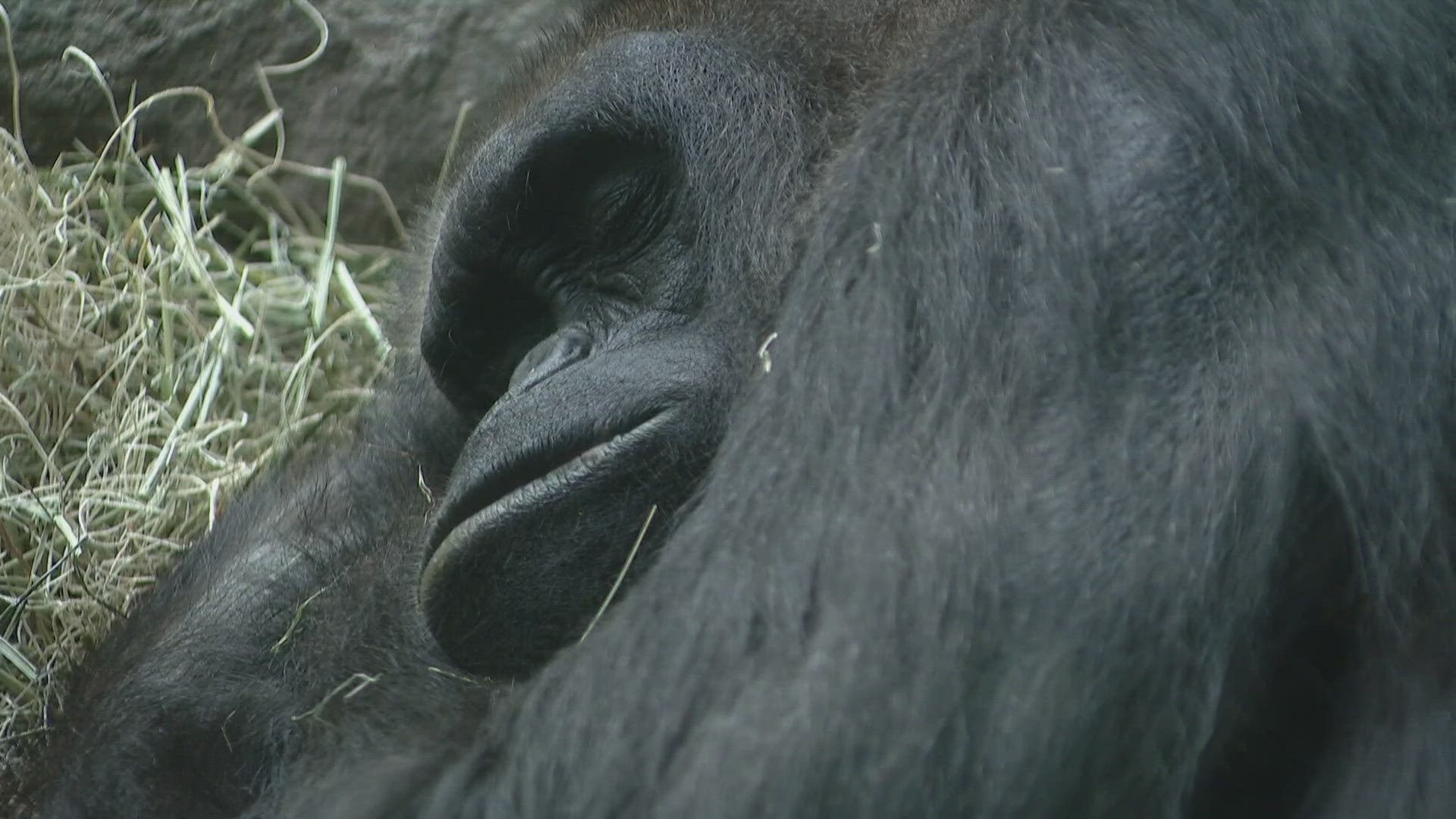 Akenji is getting ready to give birth to her first offspring at the end of June or early July.
