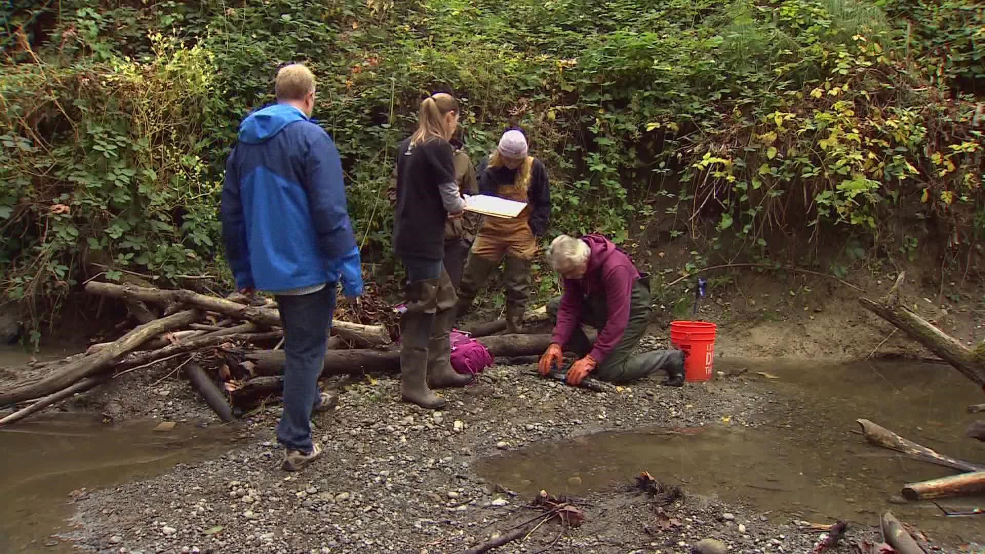 A toxin called 6PPD-quinone was discovered to cause the deaths of local Coho salmon before they spawned, causing a ripple effect in the environment.