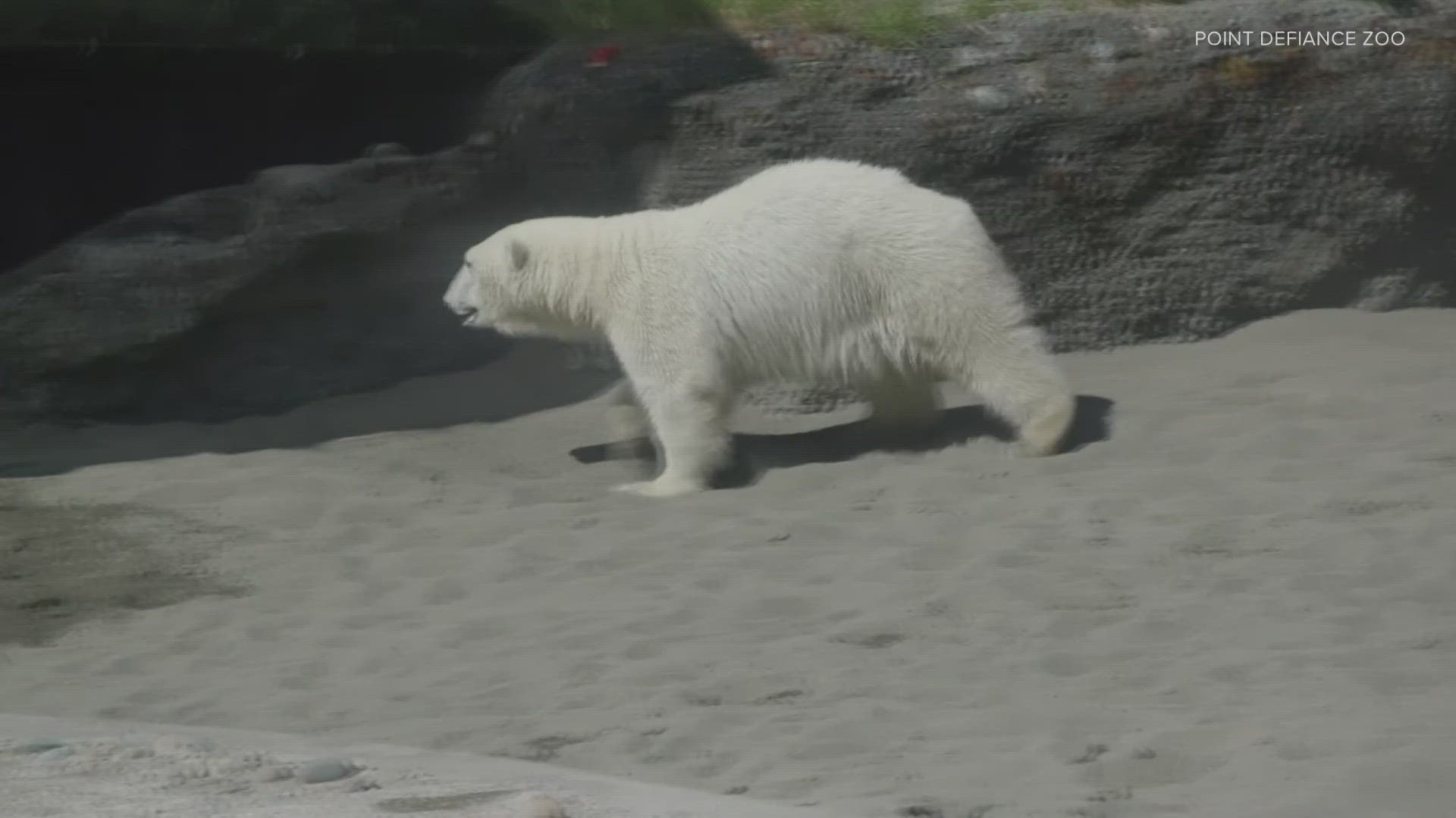 The twin polar bear cubs, Astra and Laerke, will make their public debut on June 15.