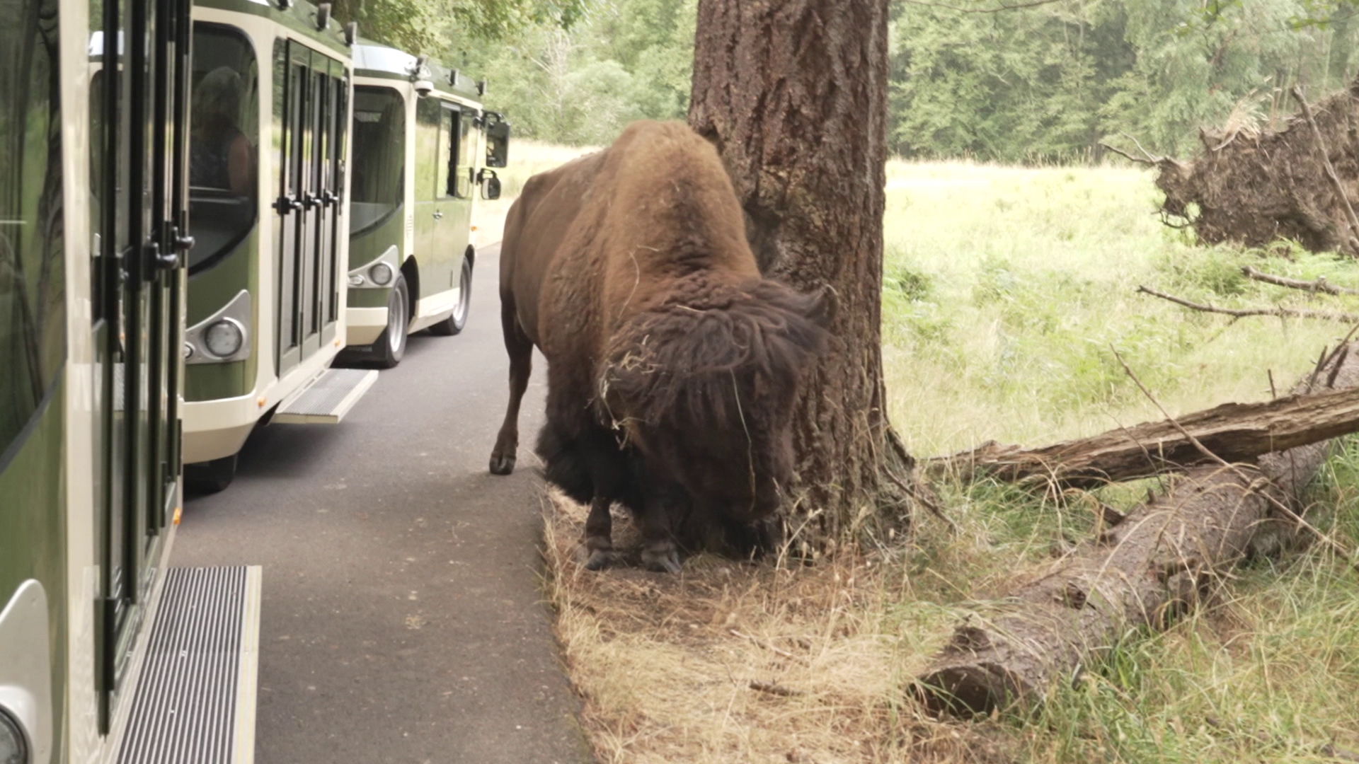 The 40-minute long tram ride allows you to cover 435 acres and see wildlife without polluting the environment. #k5evening