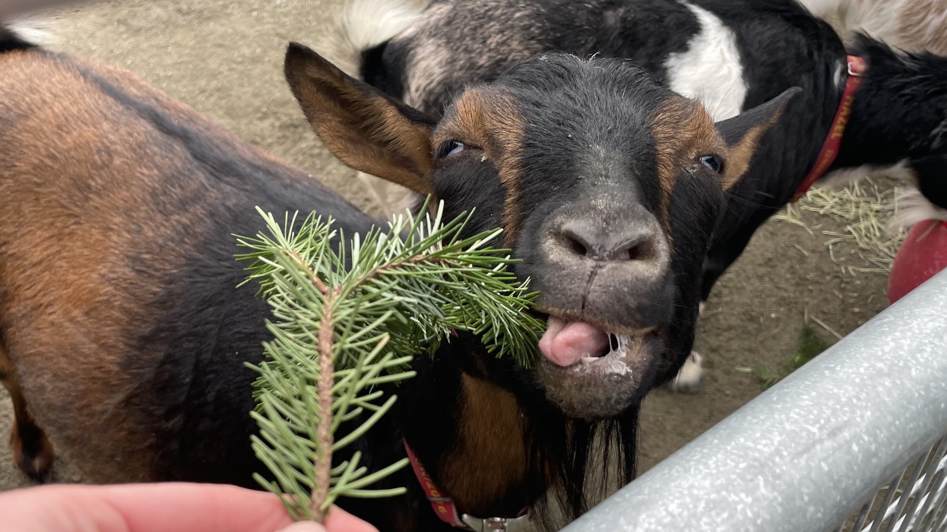 Want to hang out with festive goats in holiday coats? Point Defiance Zoo has a new activity that's perfect for the holidays! #k5evening