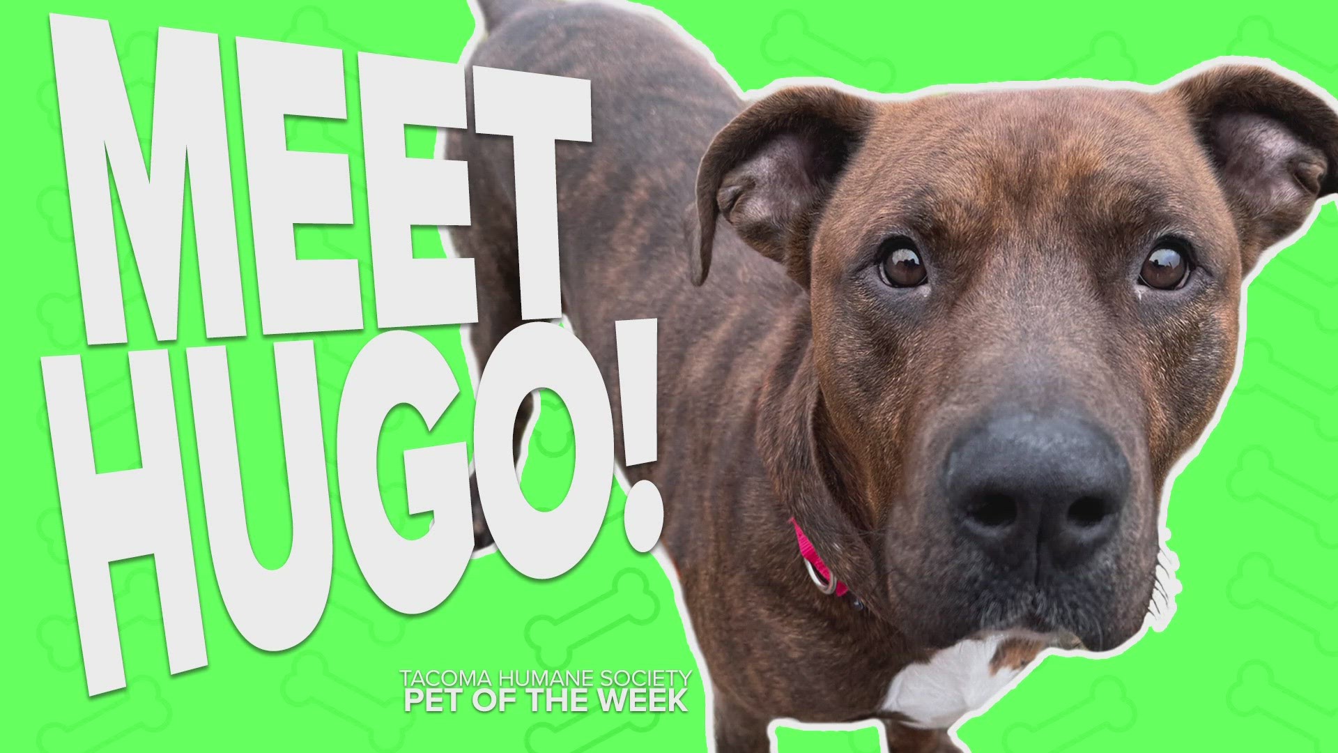 This week's adoptable pet is Hugo!