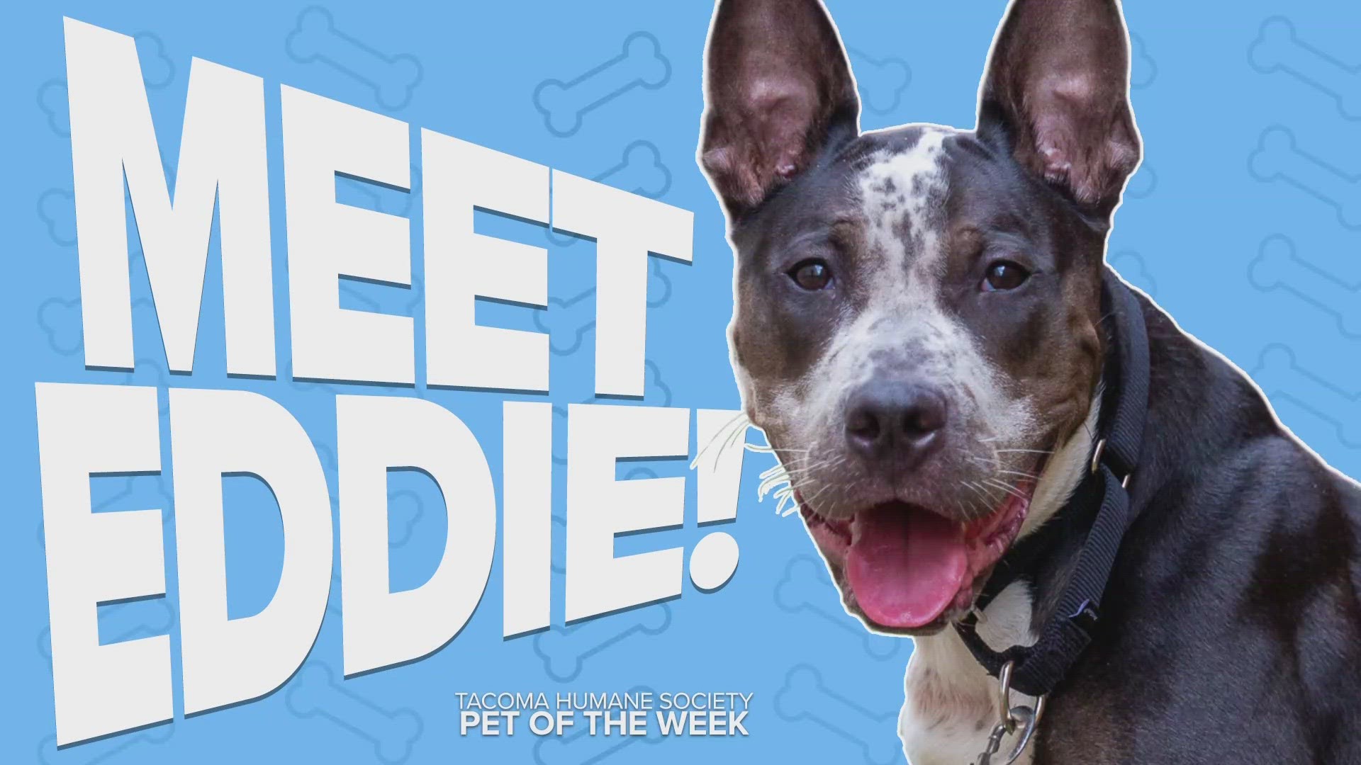 This week's adoptable pet of the week is Eddie!