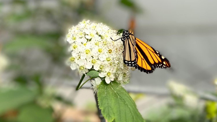 Take a stroll through the Butterfly Garden at Woodland Park Zoo
