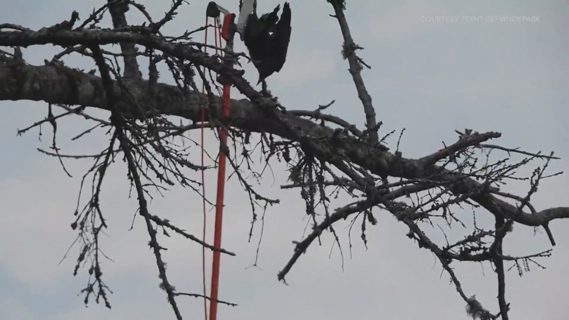 Community comes together to save crow stuck in tree at Tacoma's Point ...