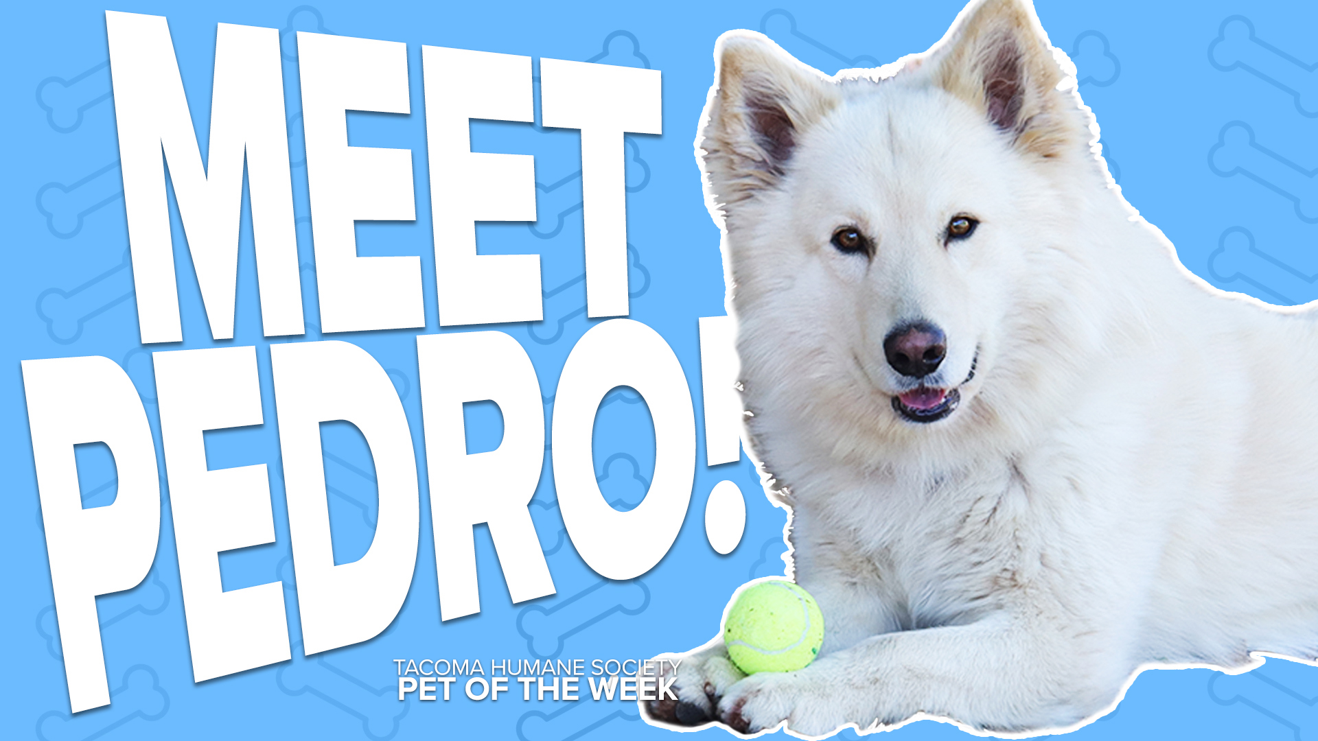 This week's featured adoptable pet of the week is Pedro!