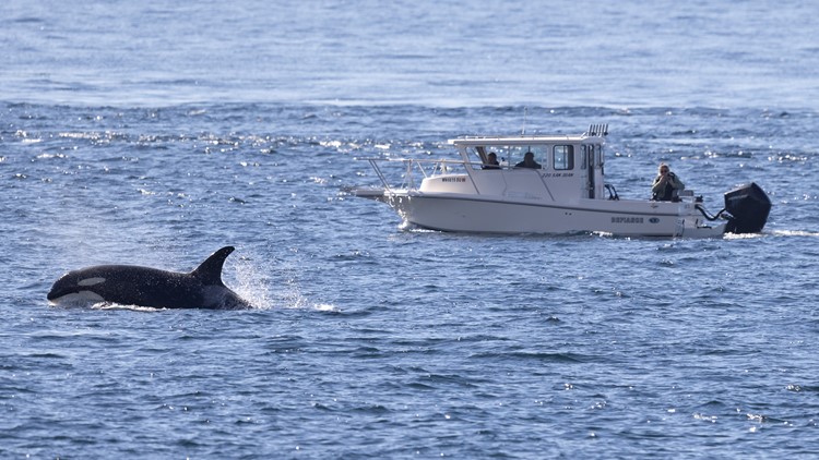 Boaters fined for approaching Southern Resident orcas, potentially hurting feeding