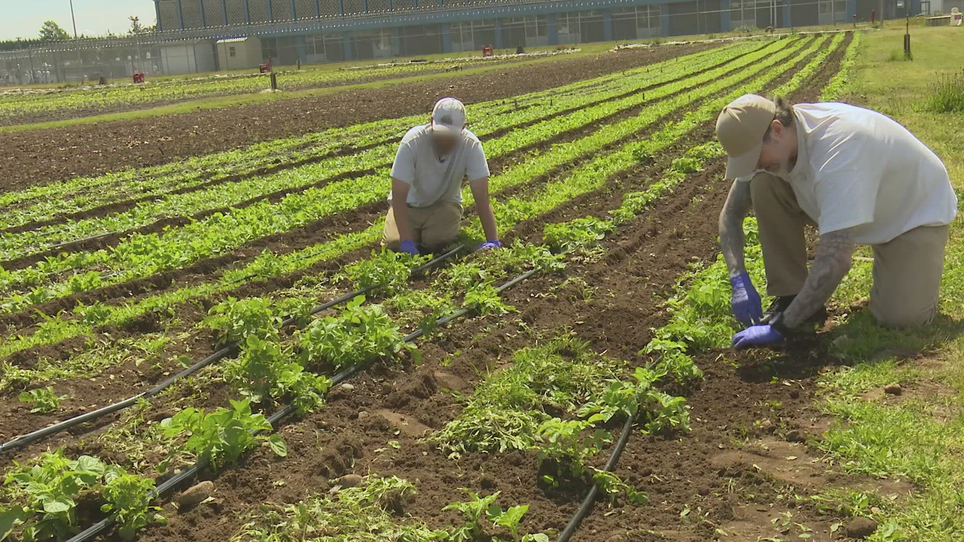 Nonprofit Harvest Now donates the seeds to each prison with an understanding that the produce will be donated to local food banks. 