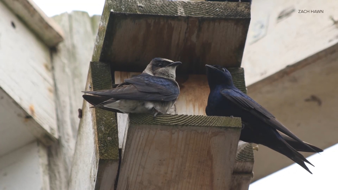 New waterfront nest boxes aim to rebuild Tacoma's Purple Martin colony