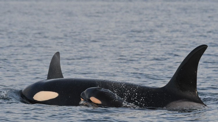 J Pod welcomes new Southern Resident orca calf