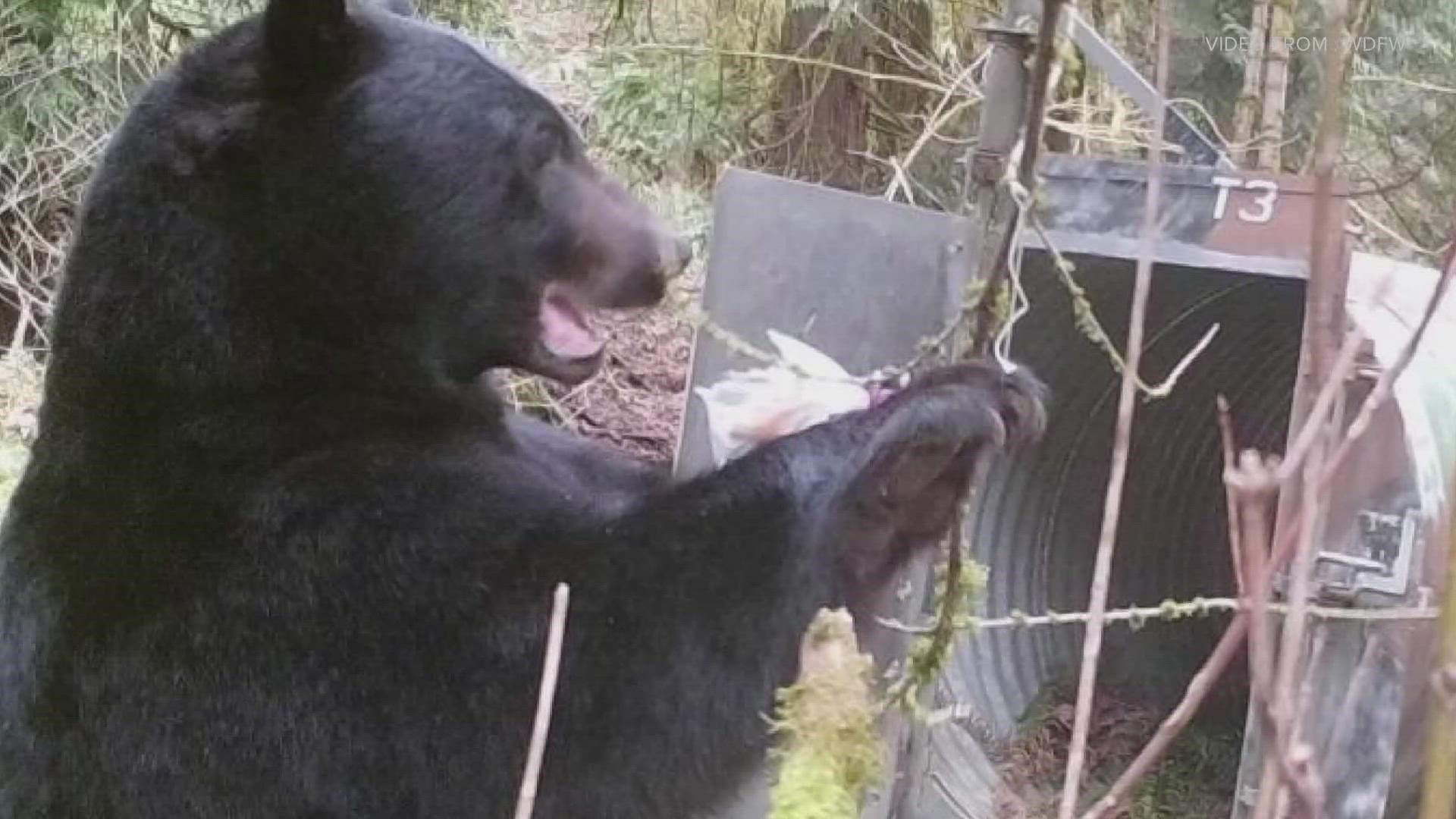 The bear's radio collar has stopped working. The bear is believed to live between Squak Mountain and Cougar Mountain.