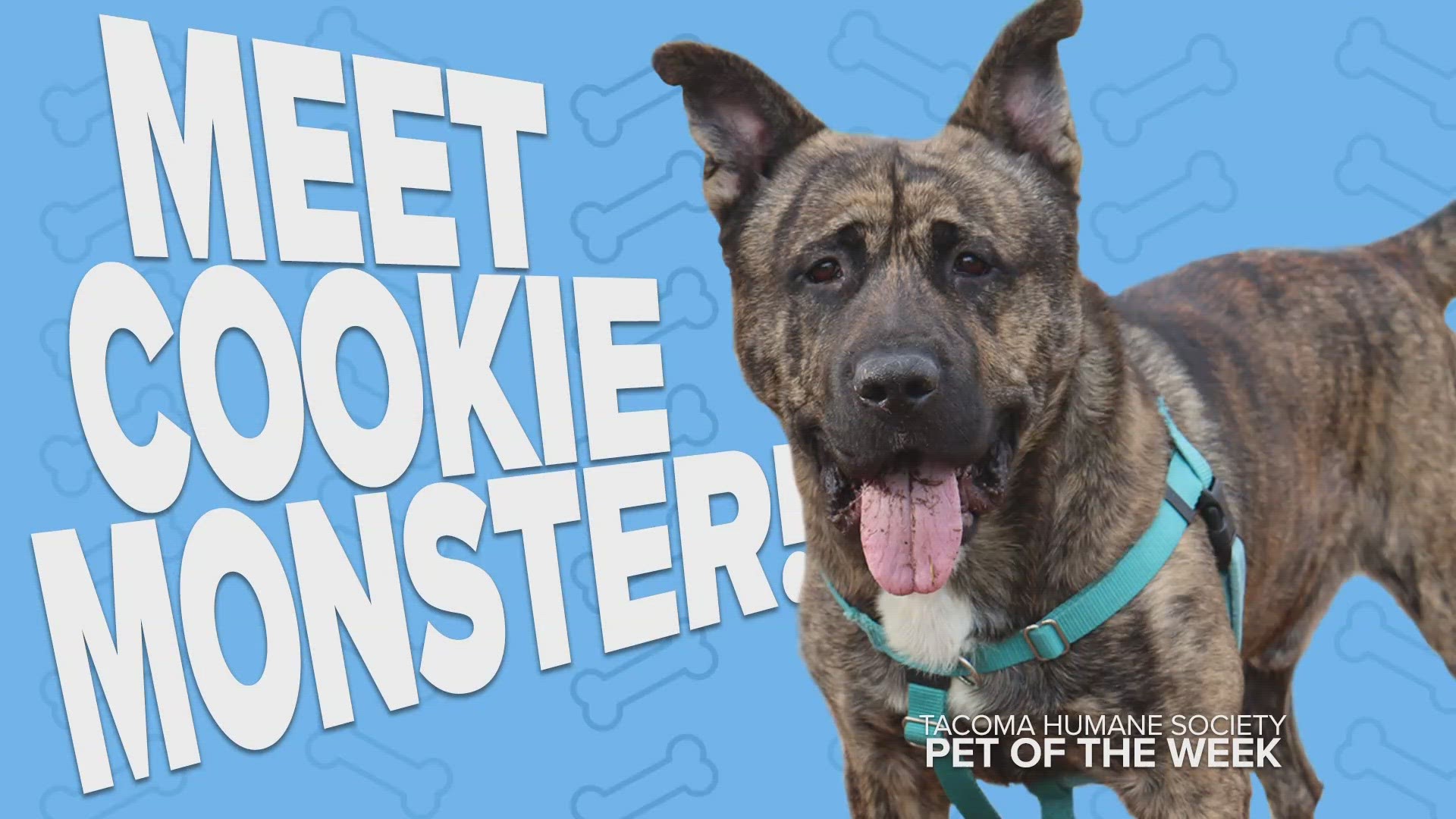 Rescue the Week: Cookie Monster | king5.com