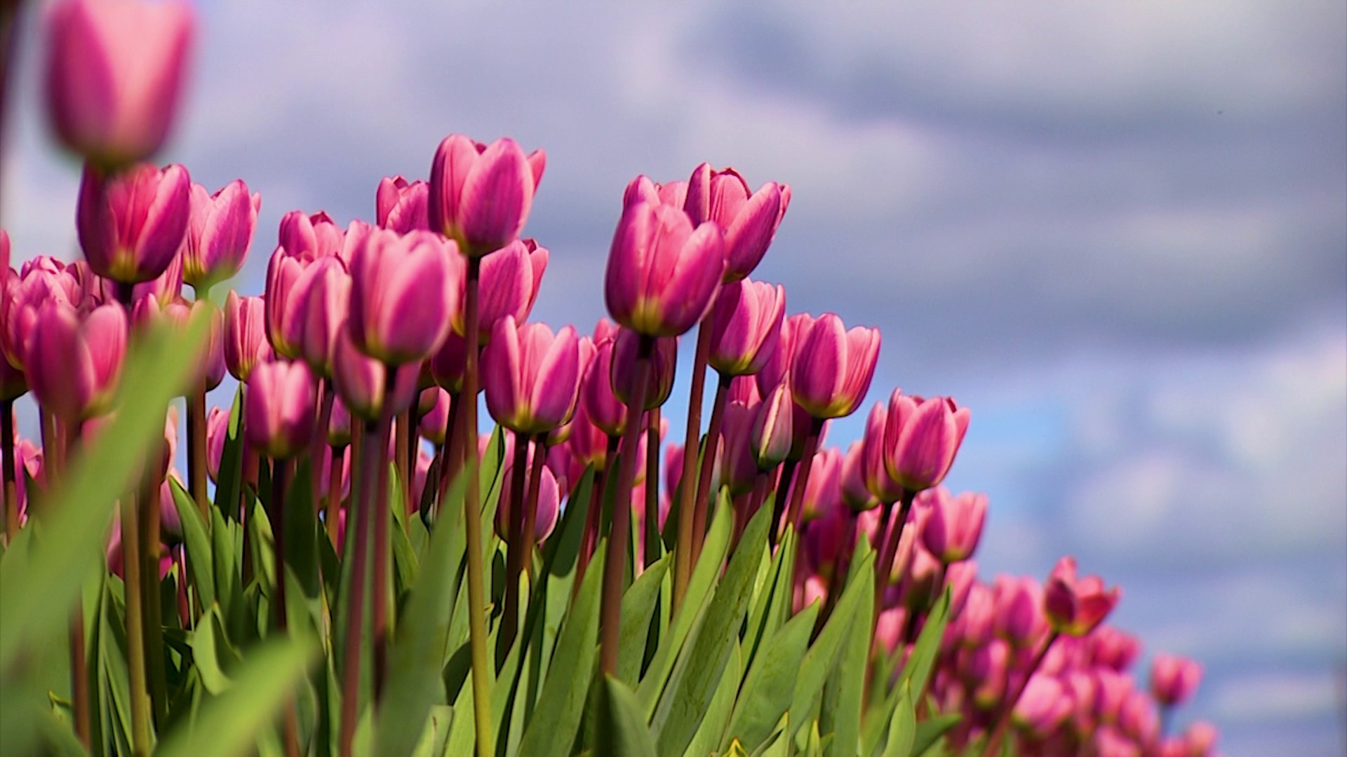 Tulip season officially begins Saturday, but Tulip Valley Farms is taking advantage of the sunny skies to open a day early.