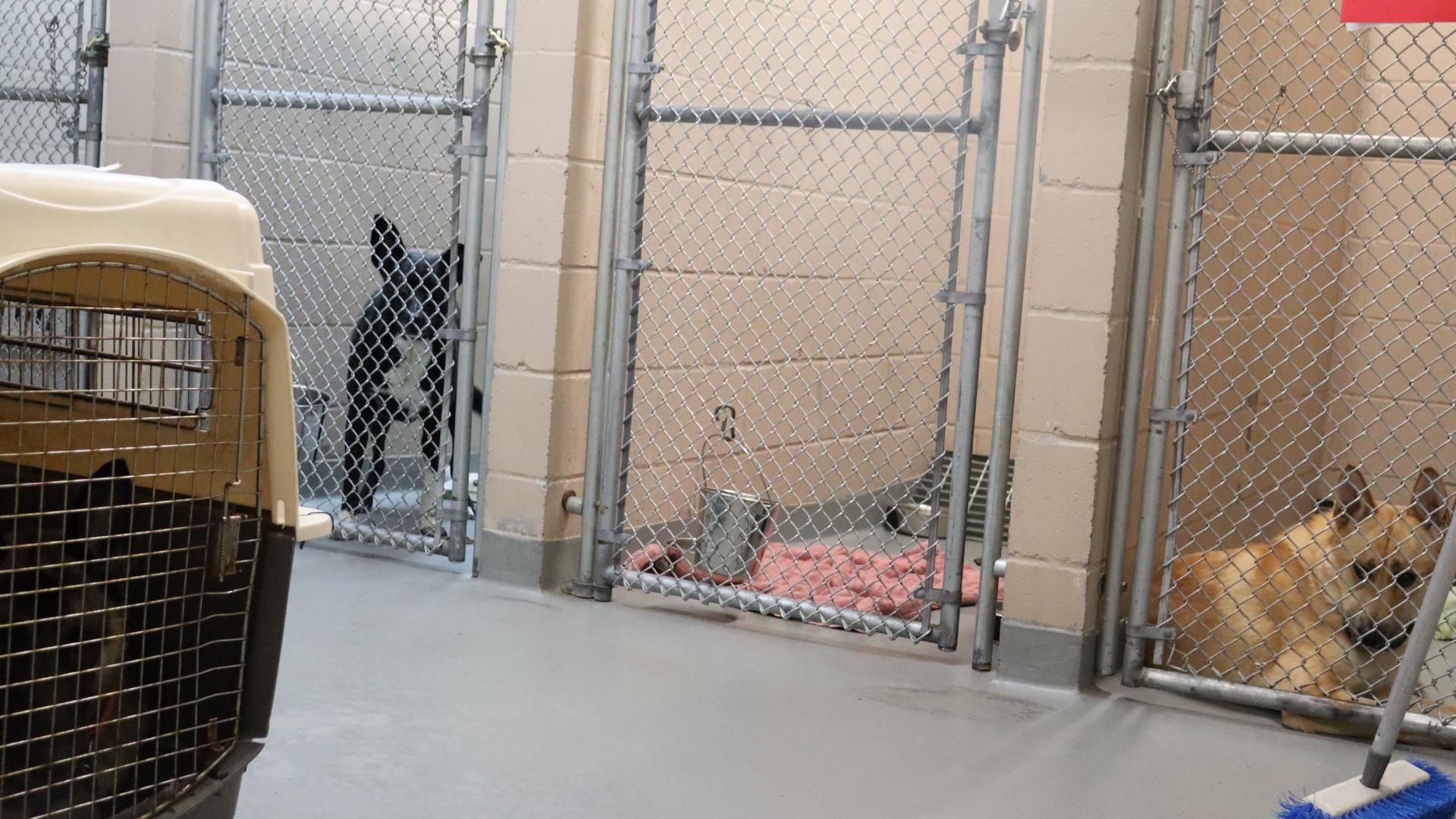 The shelter says it currently has to keep dogs in offices and use temporary crates in hallways.