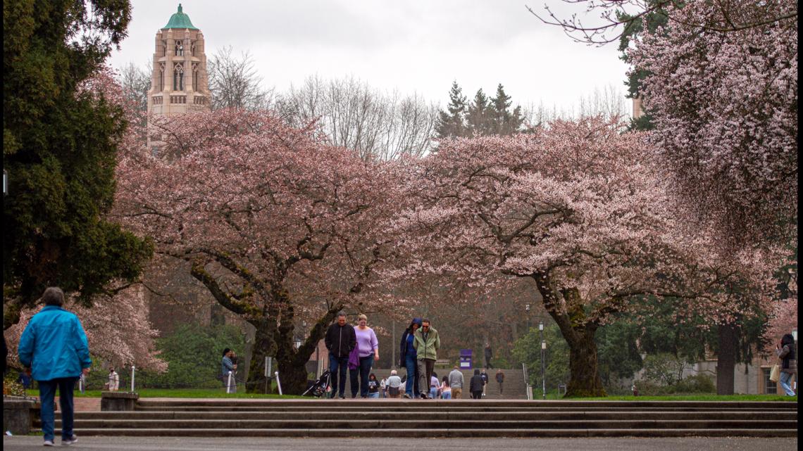 What to know before visiting UW's cherry blossoms in the Quad