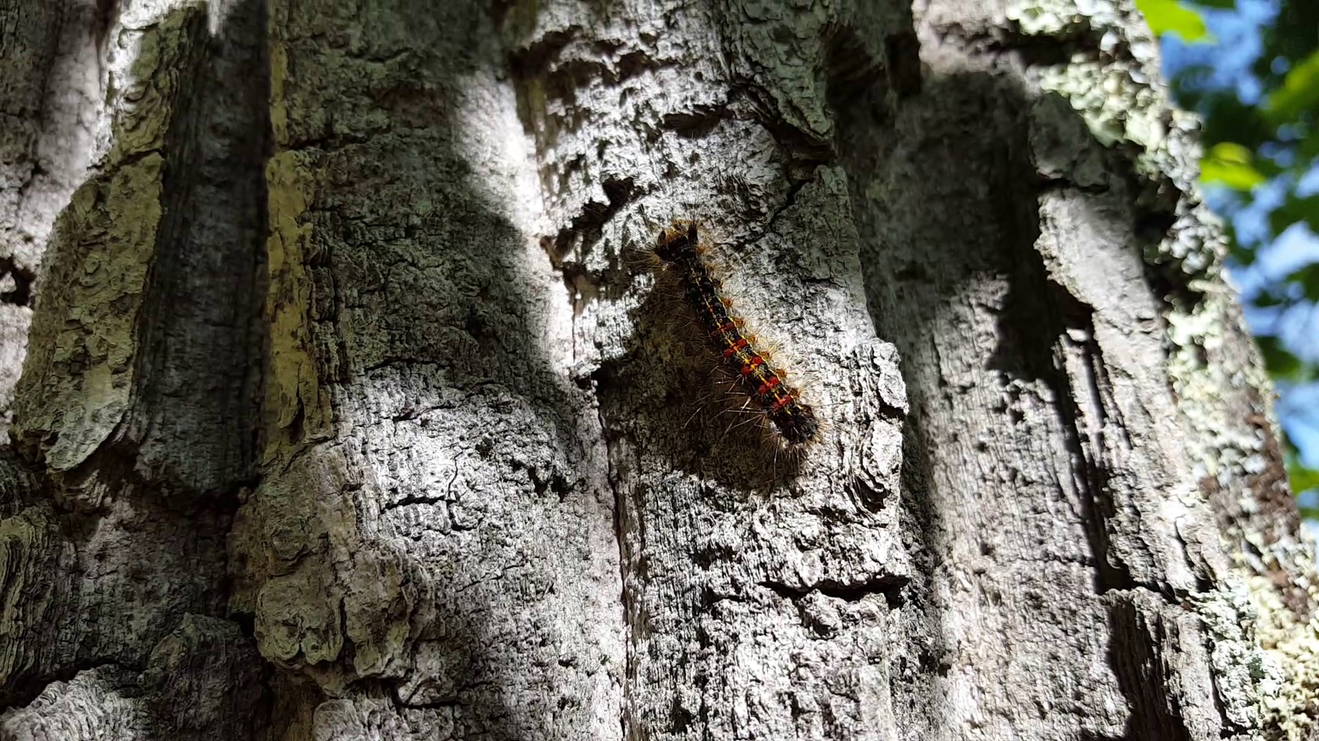 A spongy moth caterpillar was captured crawling a tree.