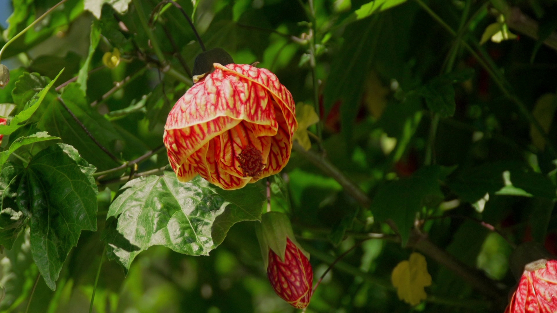 Ciscoe Morris' July plant of the month: A Brazilian bloomer