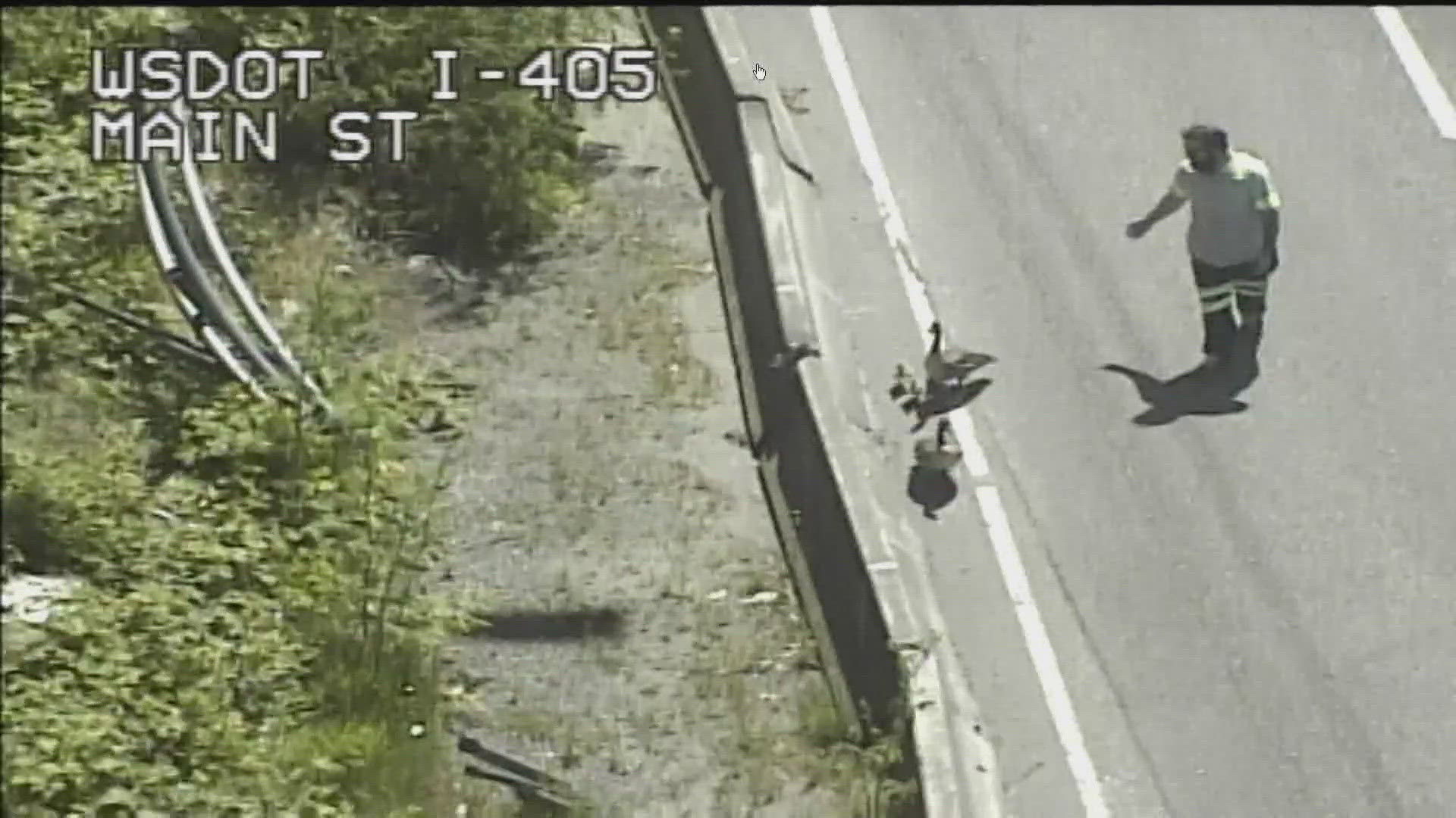 The geese were spotted on I-405 near SE 8th Street in Bellevue.