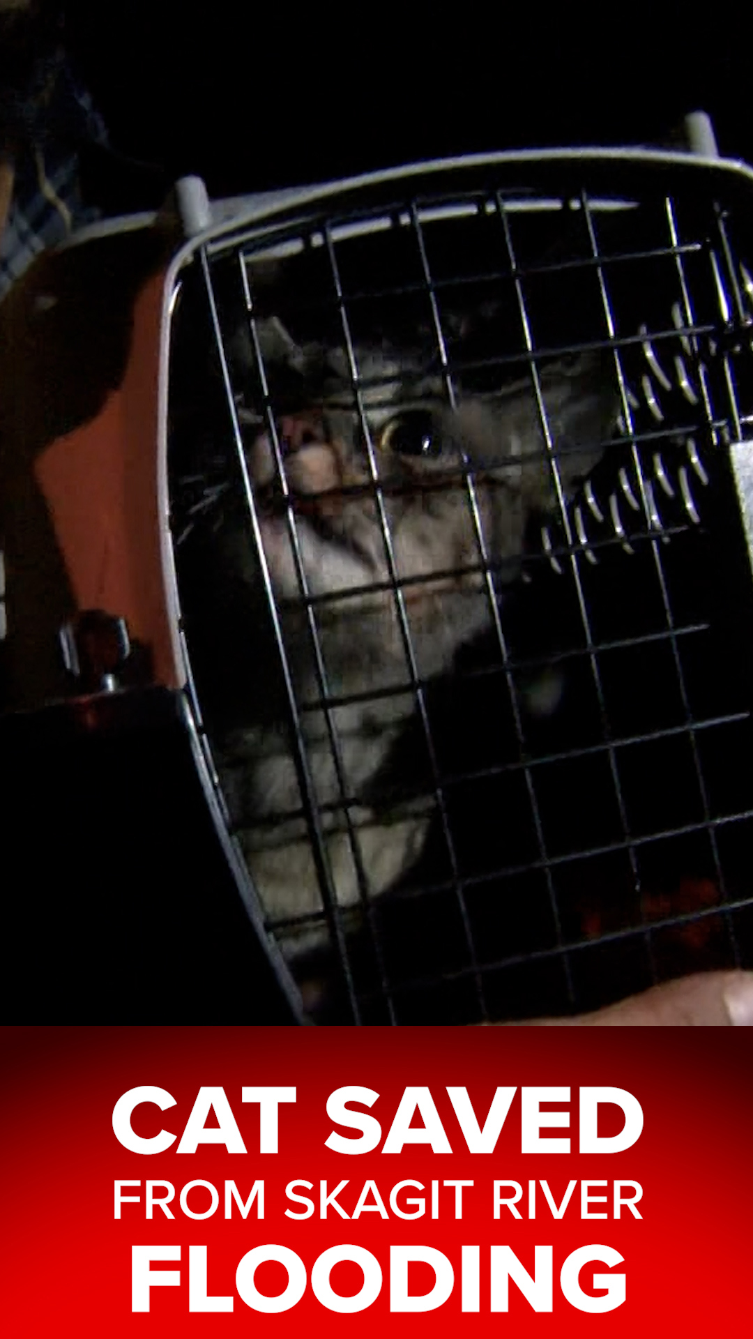 Cat rescued during Skagit River flood evacuation | king5.com