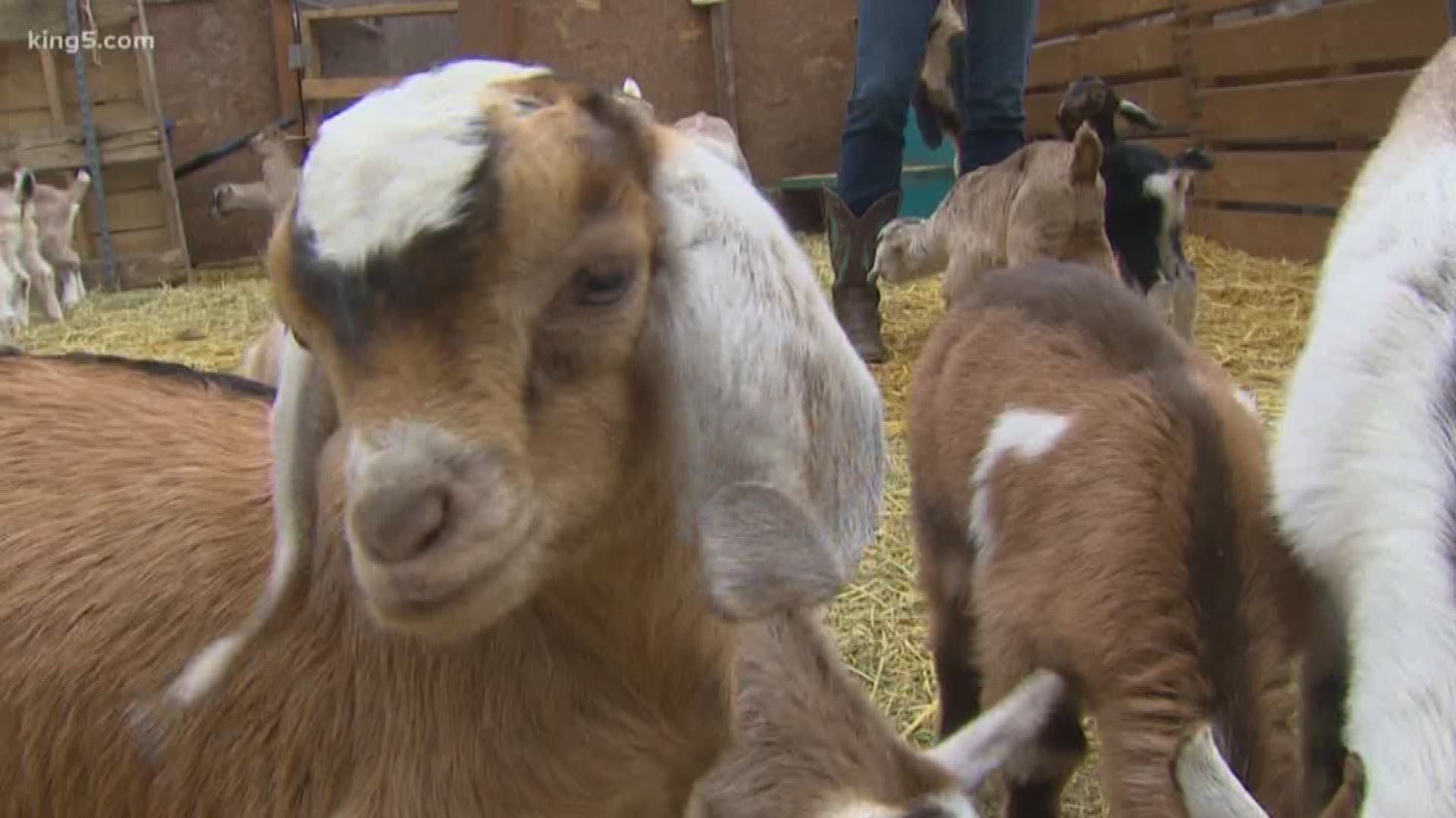 Lost Peacock Creamery is holding day camps for school-age children next week. They'll be able to play with dozens of baby goats and learn all about the farm.