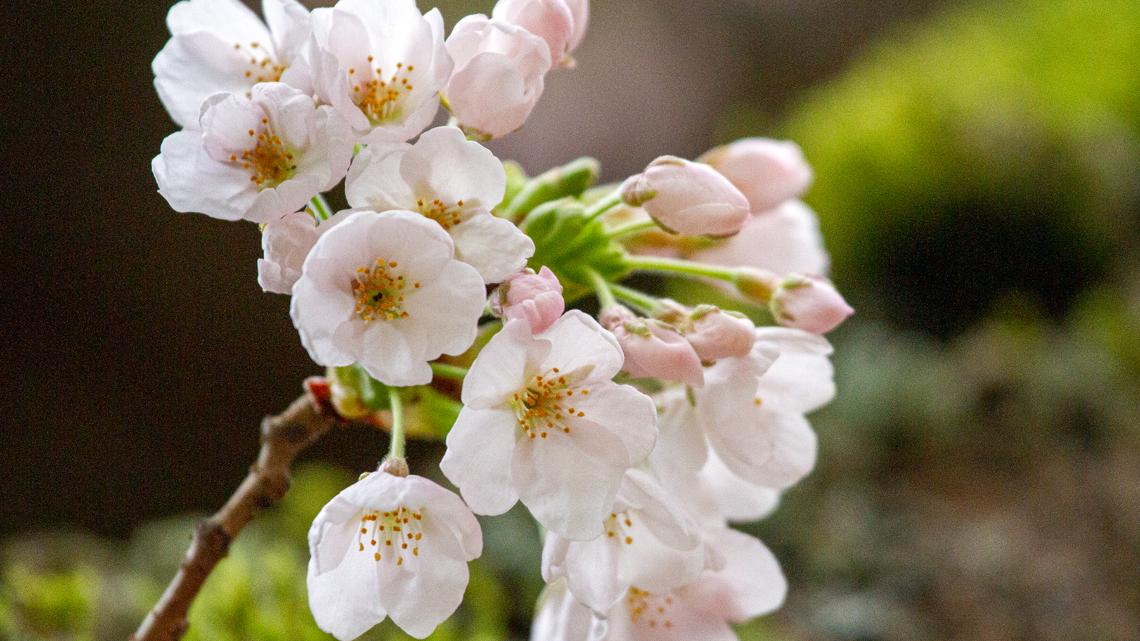 Washington Wizards on X: Join us for Cherry Blossom Night on Friday 🌸 The  first 10,000 fans will receive a hat designed by @BigGameTae. 📰 Learn more  →   / X