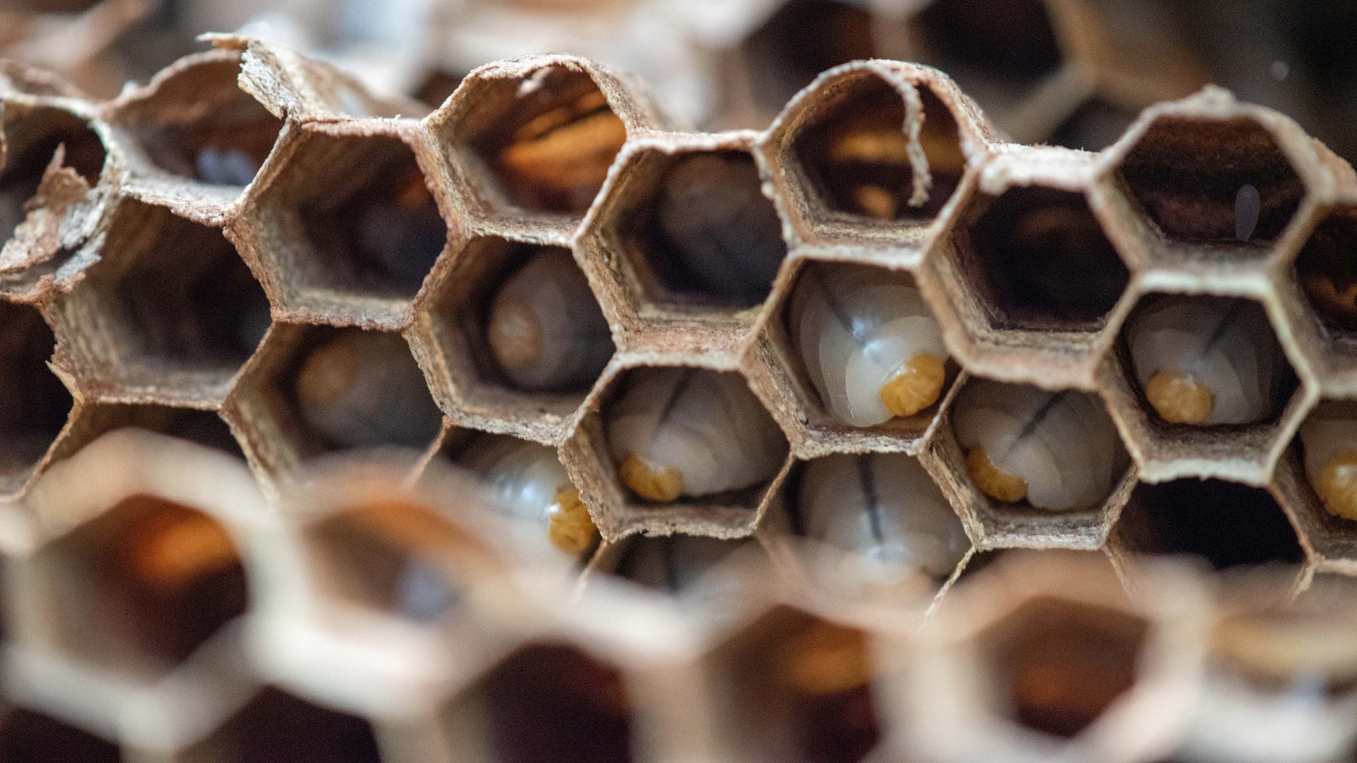 Eradicated Asian Giant Hornet Nest In Whatcom County 3 Times Larger Than One Found In 2020