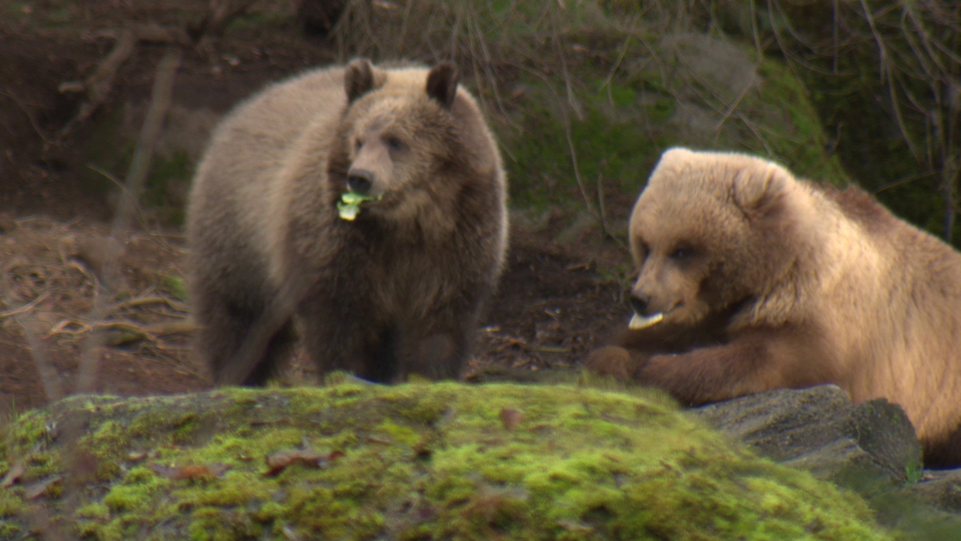 NW bear cubs are best buds and perfect 'palentines'