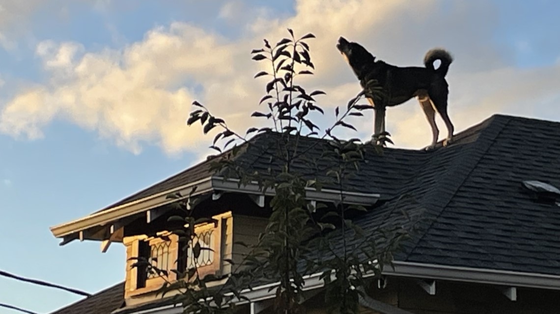 Meet Ballard's rooftop watchdog
