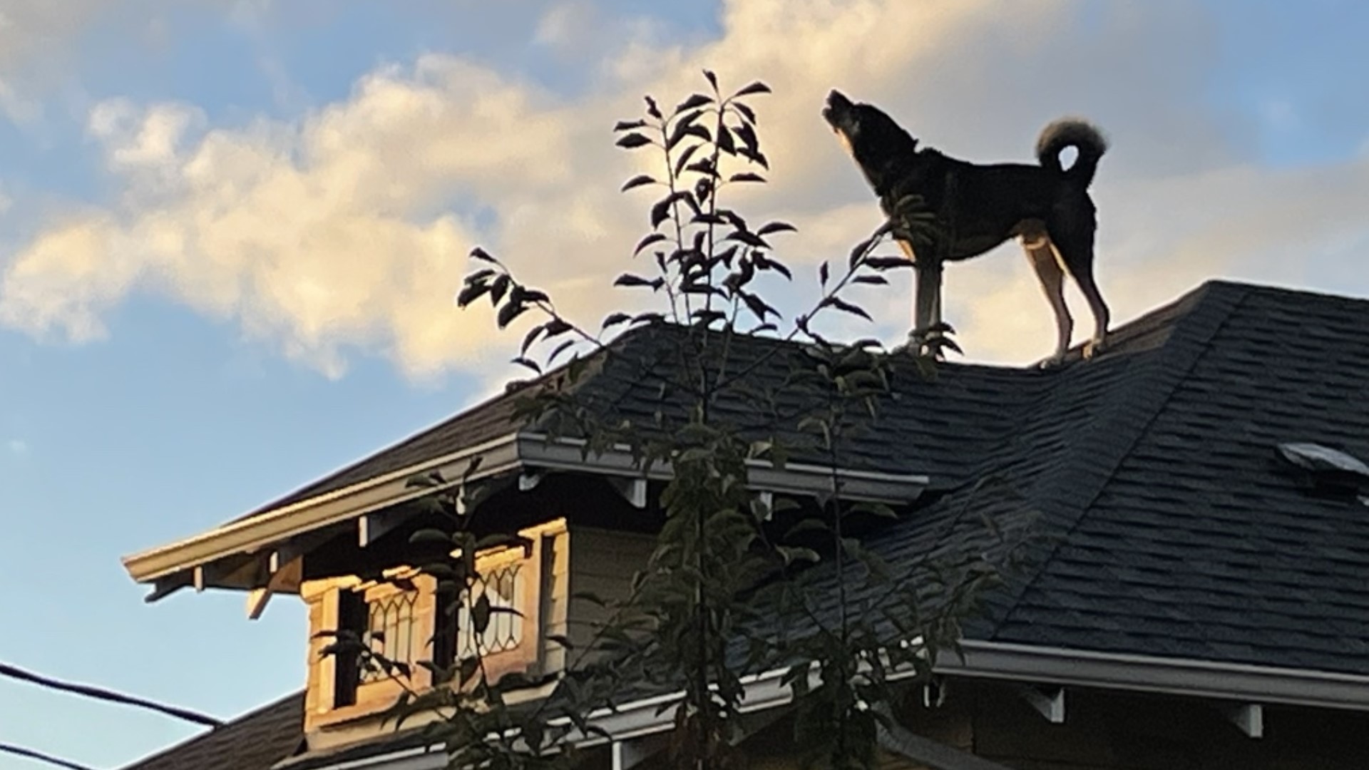 Rumple keeps a close eye on the neighborhood from the comfort of his roof. #k5evening