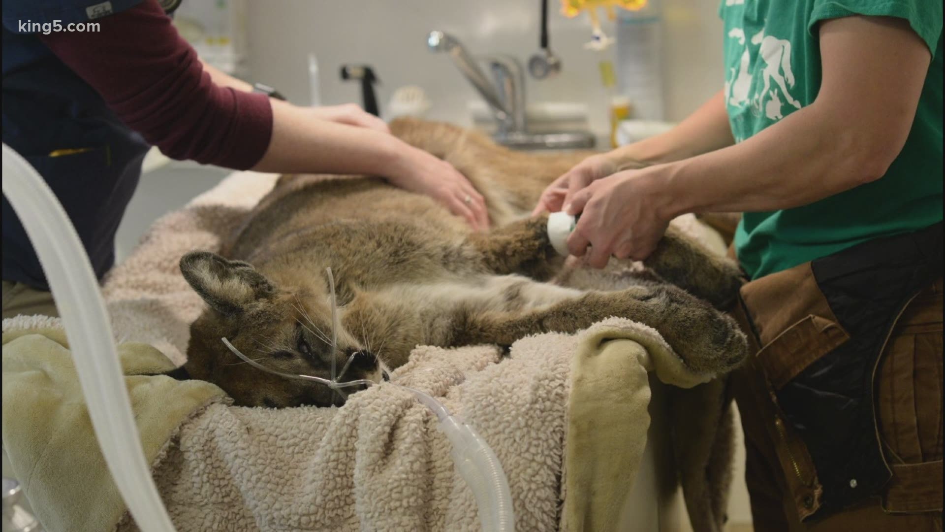 An orphaned cougar cub suffering from starvation found its way to the Central Valley Animal Rescue in Quilcene, just in time to get the help it needed.