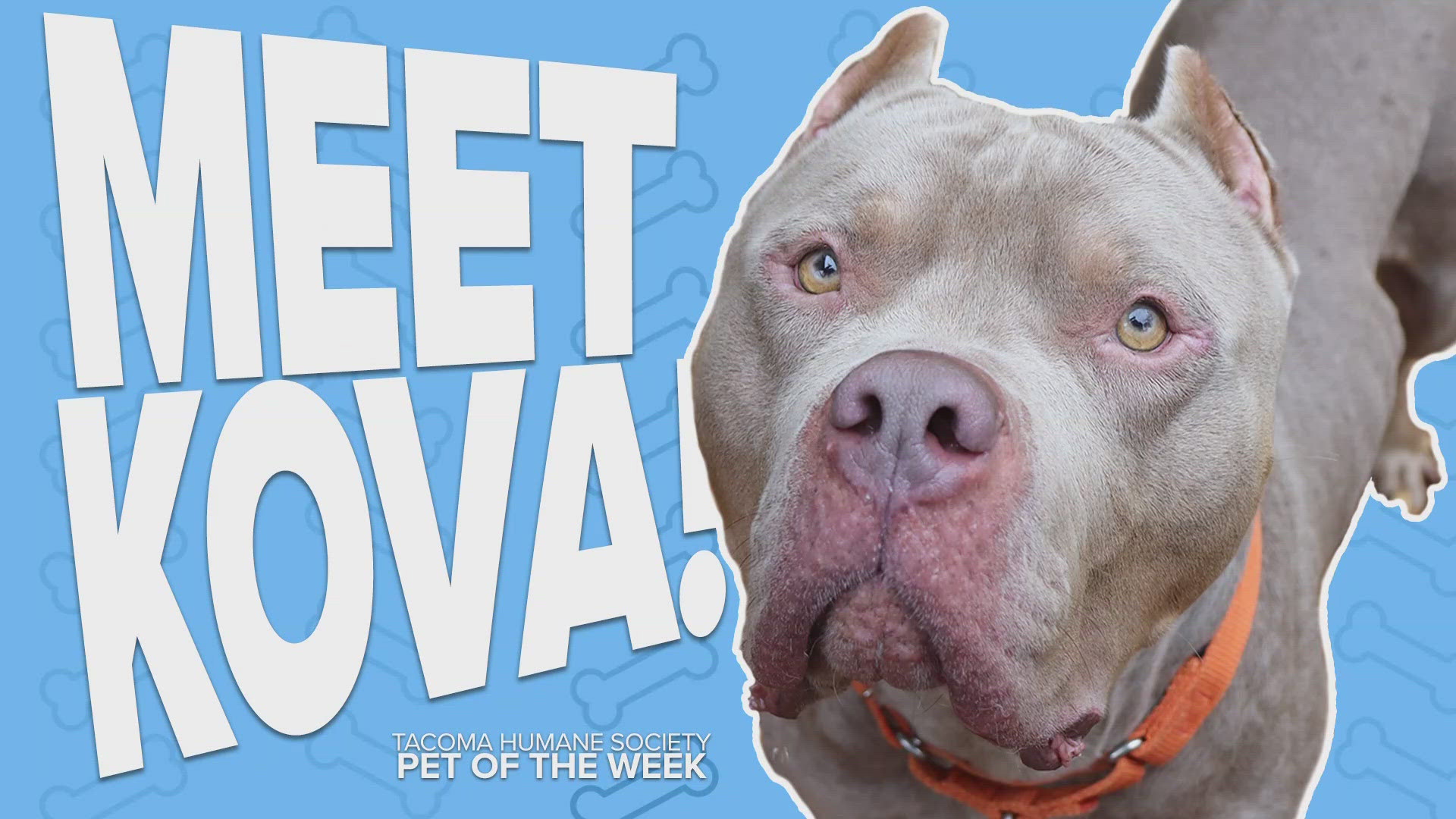 This week's featured rescue pet is Kova!