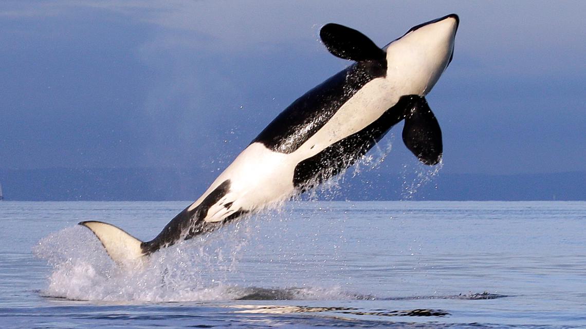 Extict Orca What it will take to save Southern Resident orcas from extinction ...