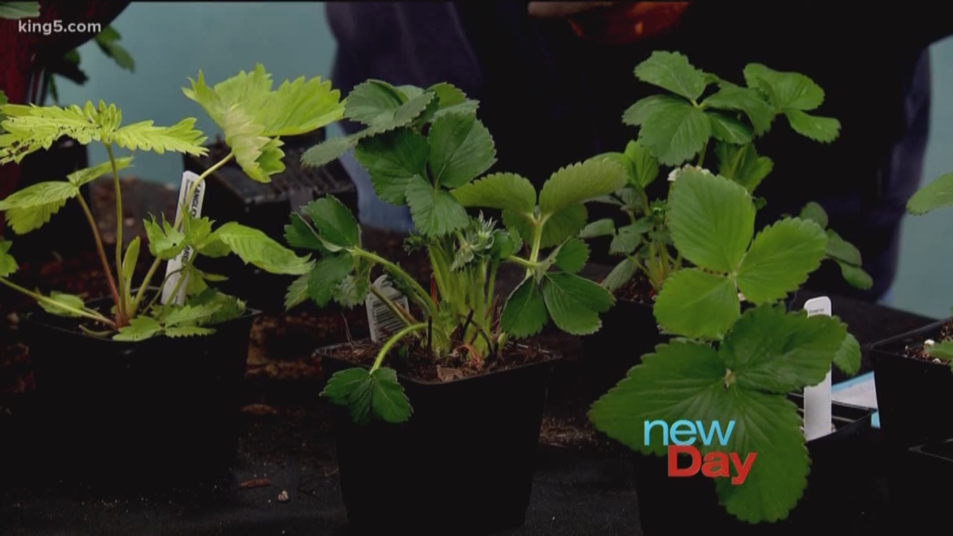 Our favorite gardener Cisco shows us everything you need to know about growing your own strawberries!