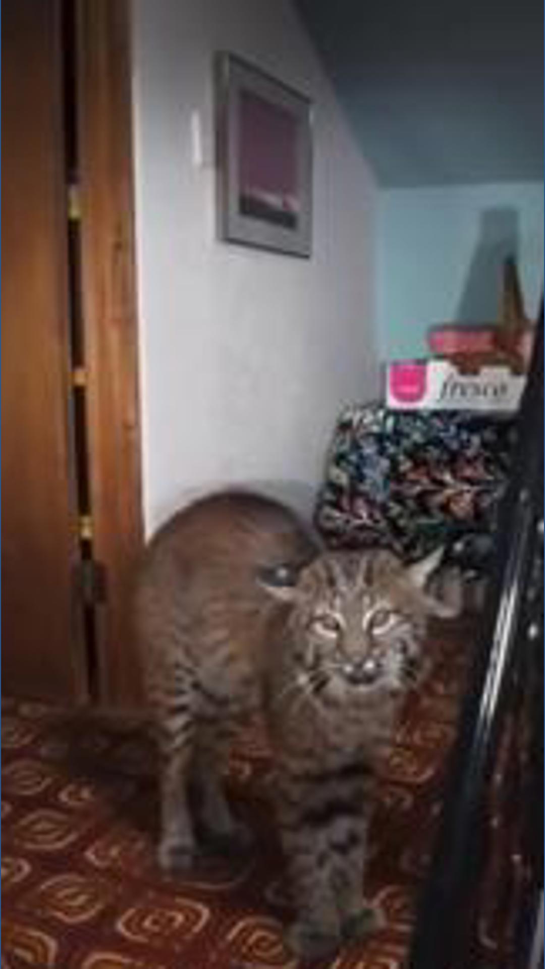 Animal Rizz Face Bobcat removed from Kirkland home after jumping through open window ...