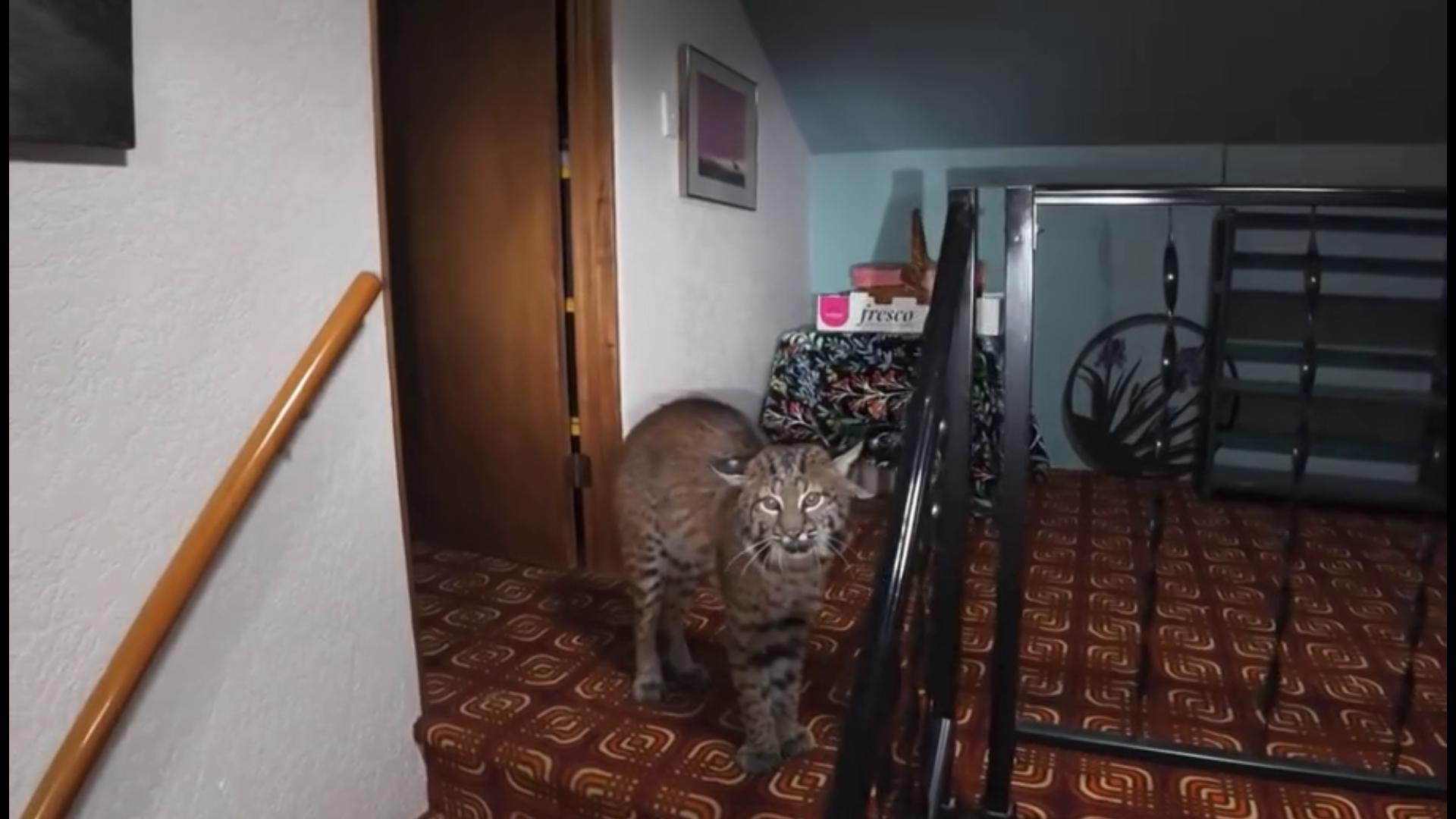 Animal Rizz Face Bobcat removed from Kirkland home after jumping through open window ...