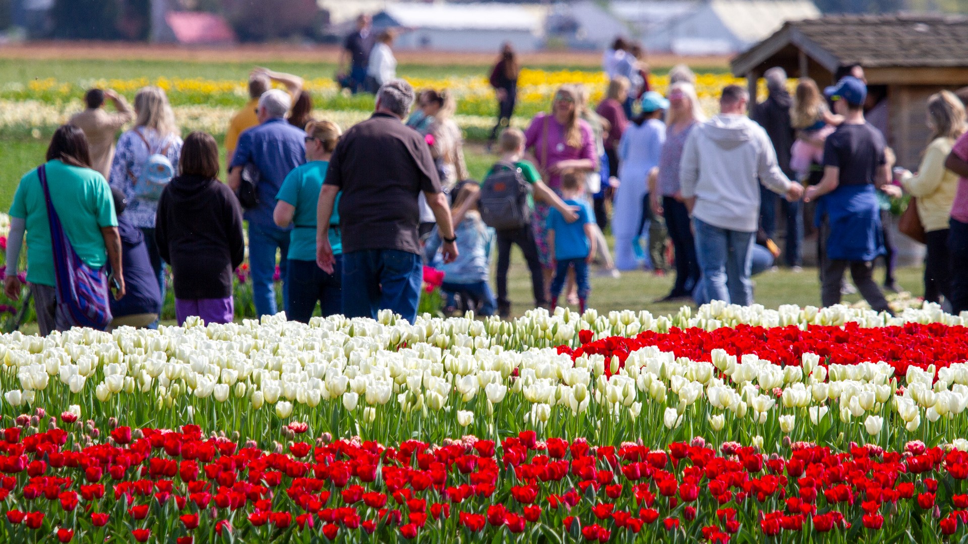 Spring in western Washington means the return of one of the most picturesque attractions in the region, the Skagit Valley Tulip Festival.