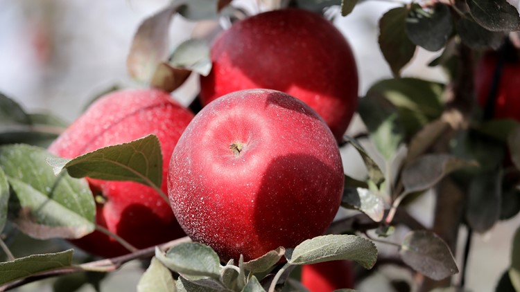 Cosmic Crisp boasts big sales for Washington, with new apple varieties on  the way - Northwest Public Broadcasting