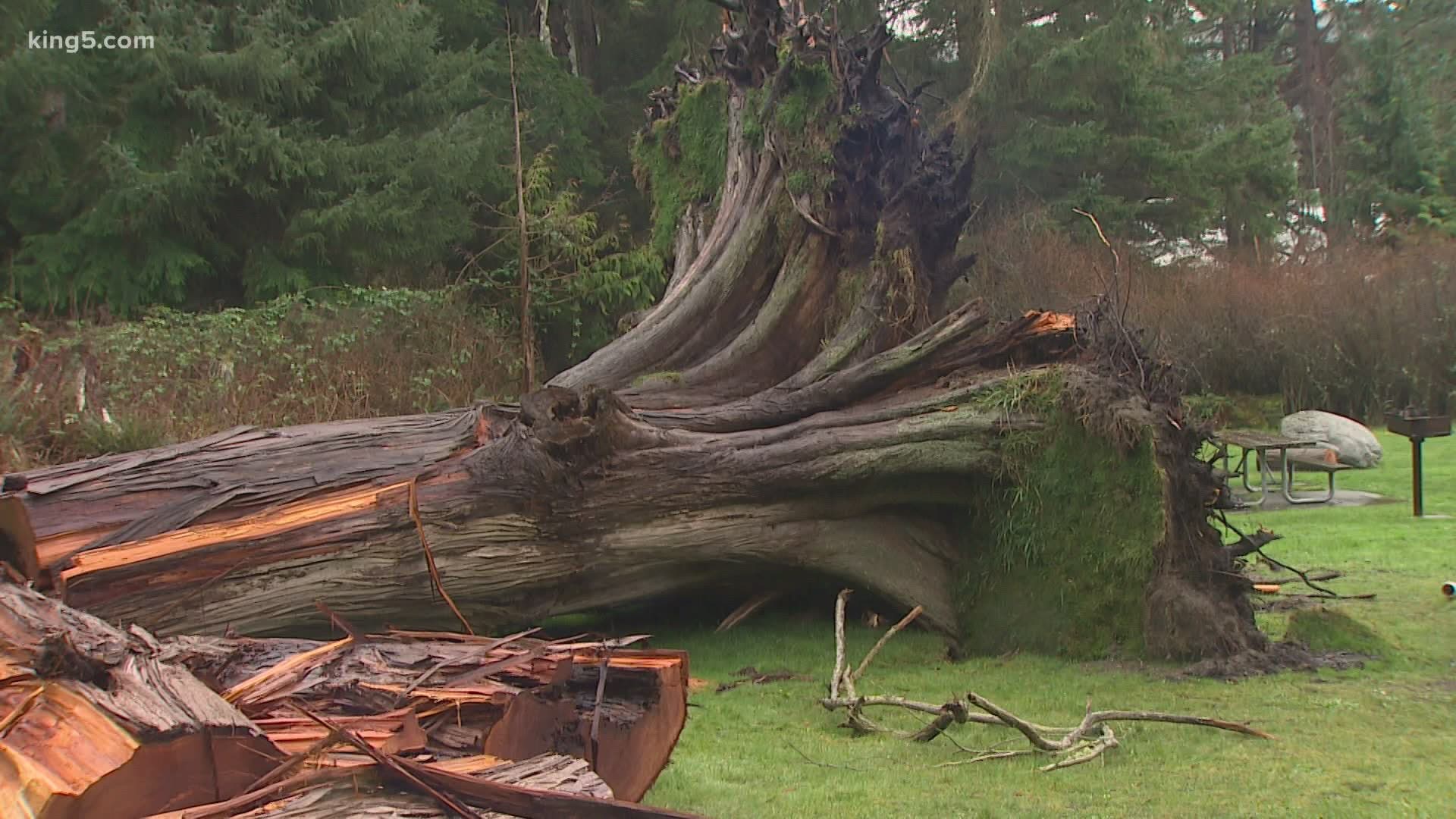 A January storm knocked down trees that need to be cleaned up before Deception Pass State Park can open to campers in April.
