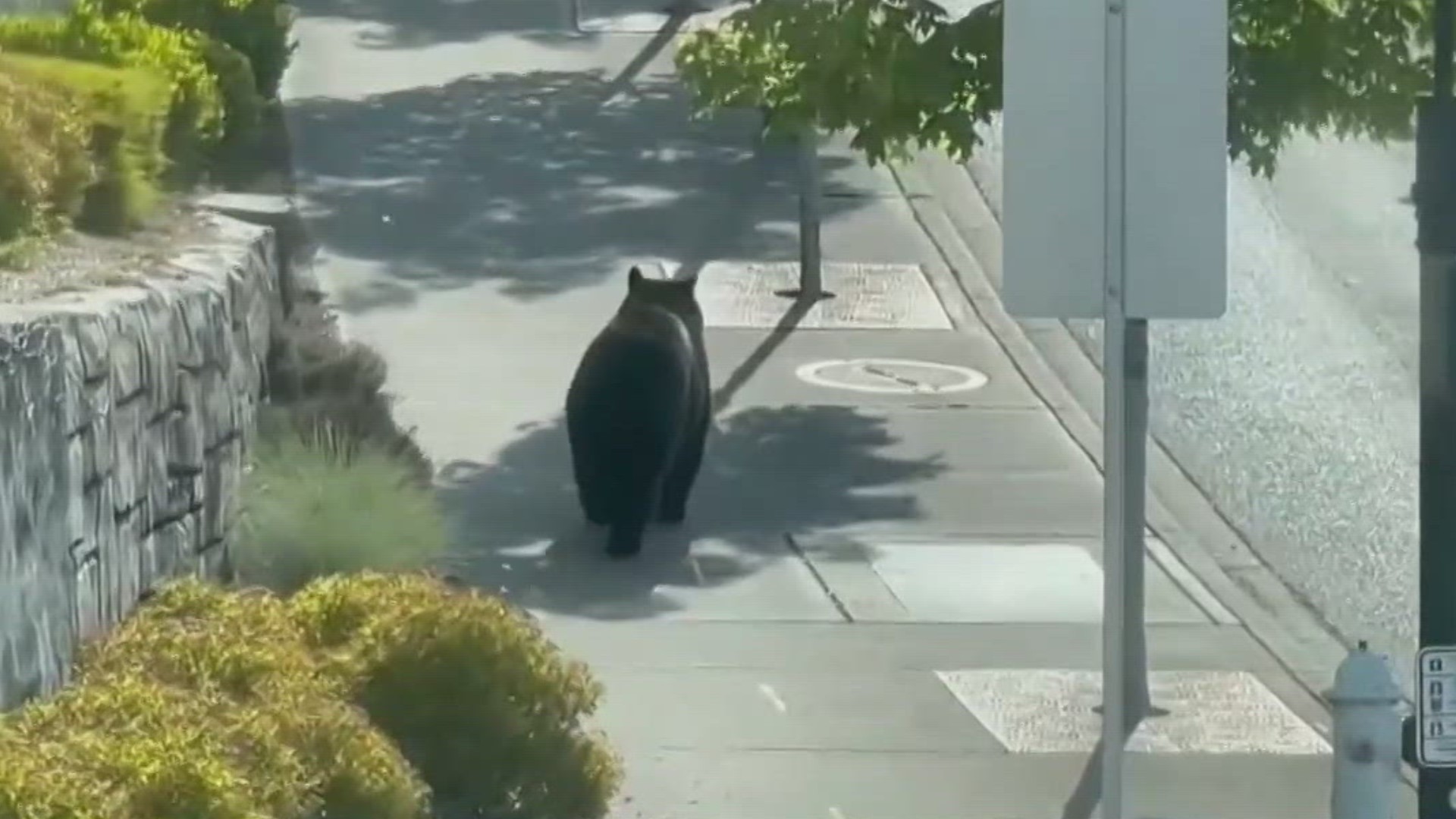 The black bear was spotted in Issaquah on Thursday. State officials warn to not approach black bears and to not run away