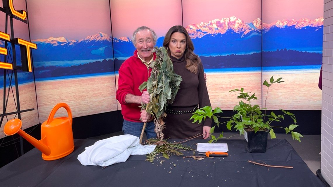 What to do with your plants after a freeze