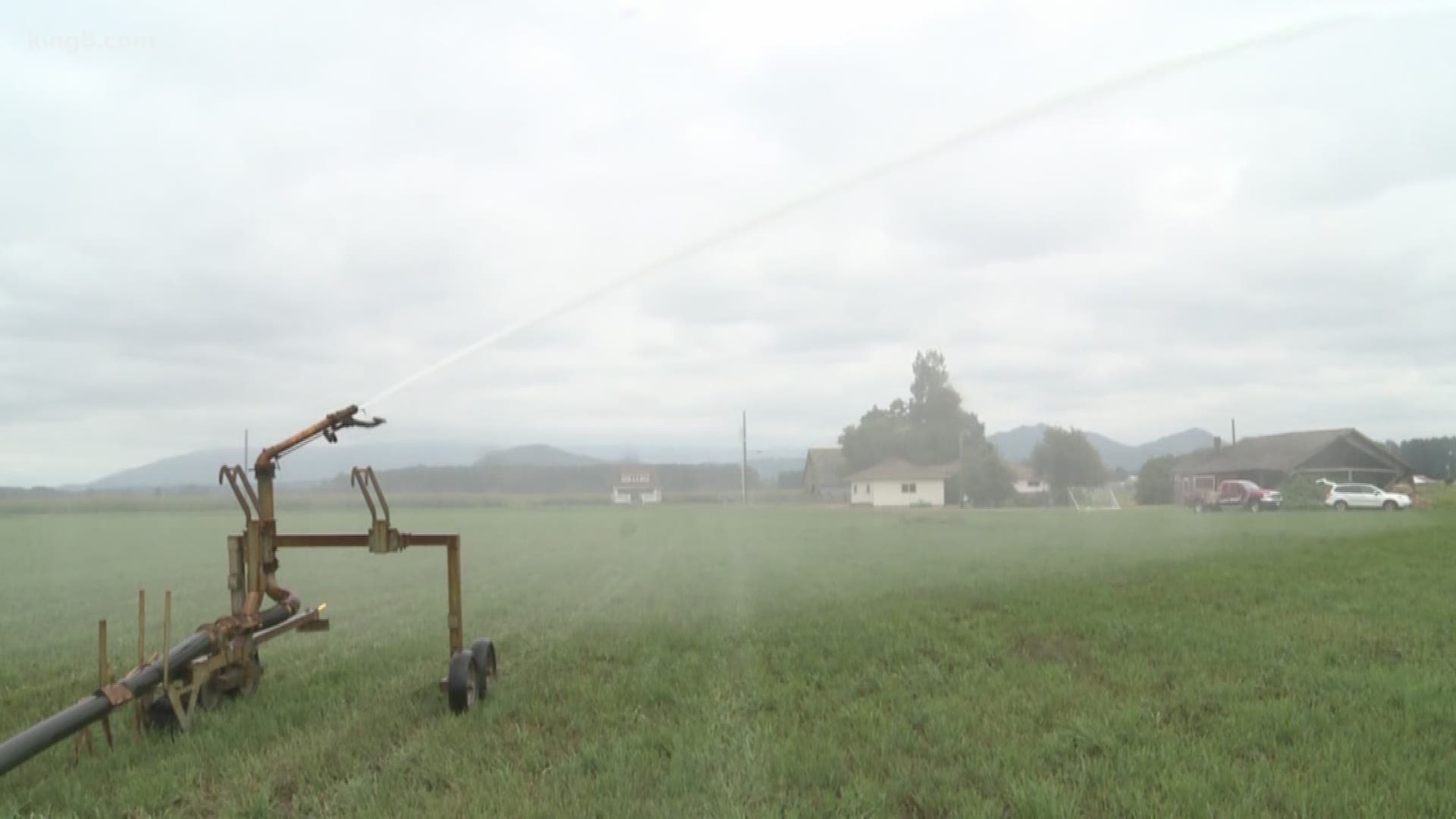 A thousand acres of crops in the Skagit Valley were at risk of drying up. An emergency water rights transfer saved them. KING 5's Alison Morrow reports.