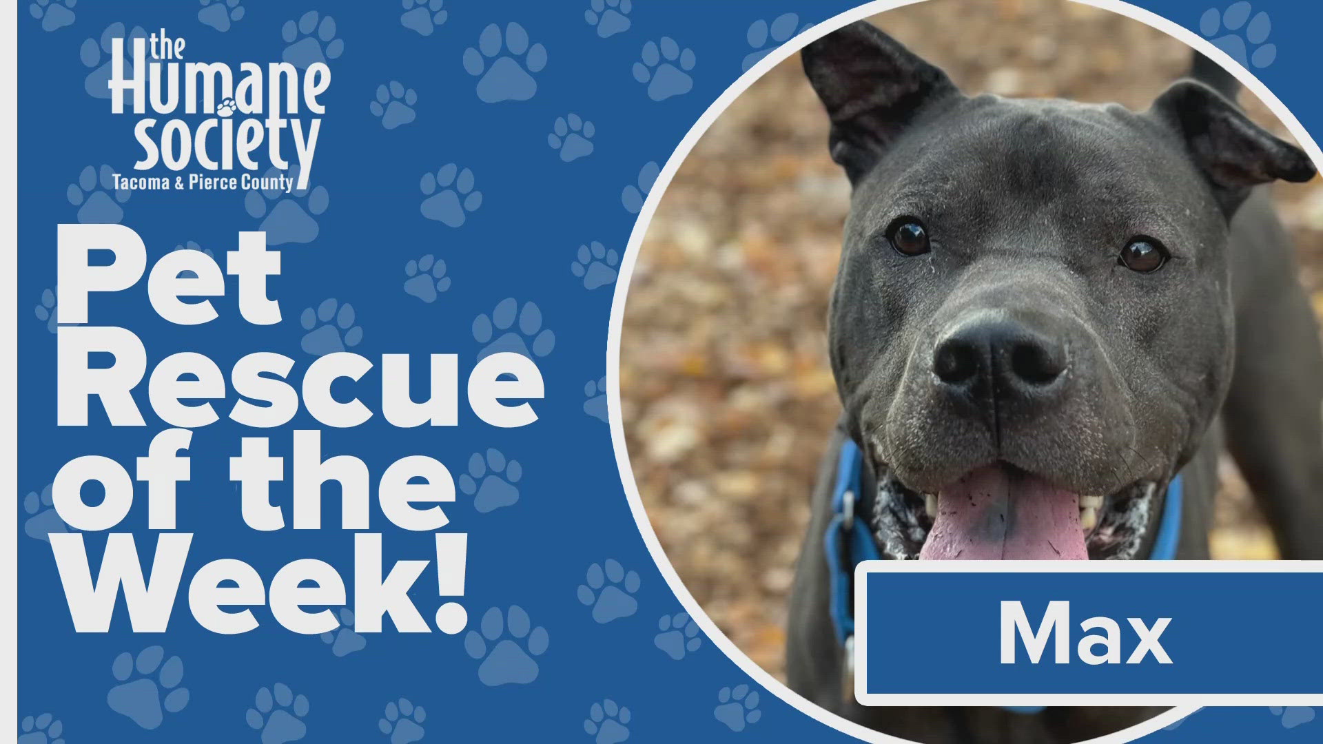 This week's adoptable pet of the week is Max!