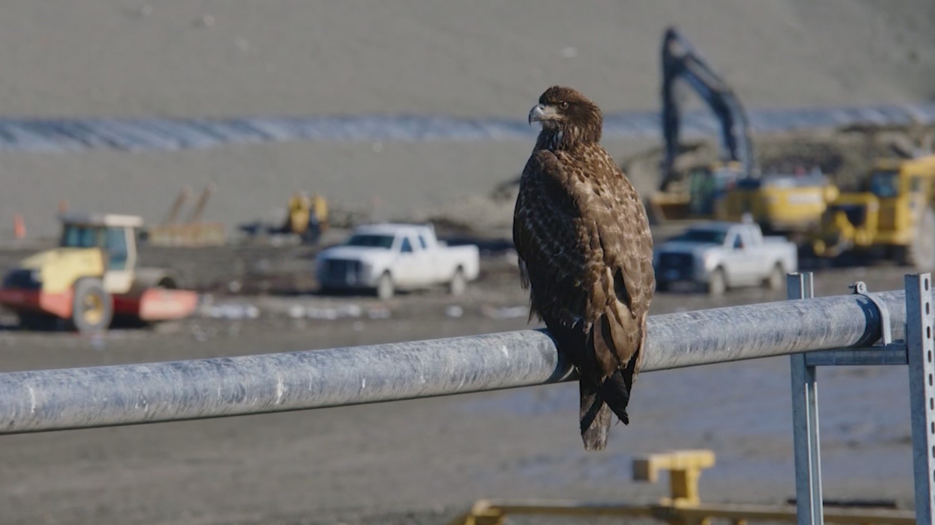 Since bald eagles are federally protected, the county has been unable to haze them directly. The eagles take waste out of a landfill, causing concern for residents.