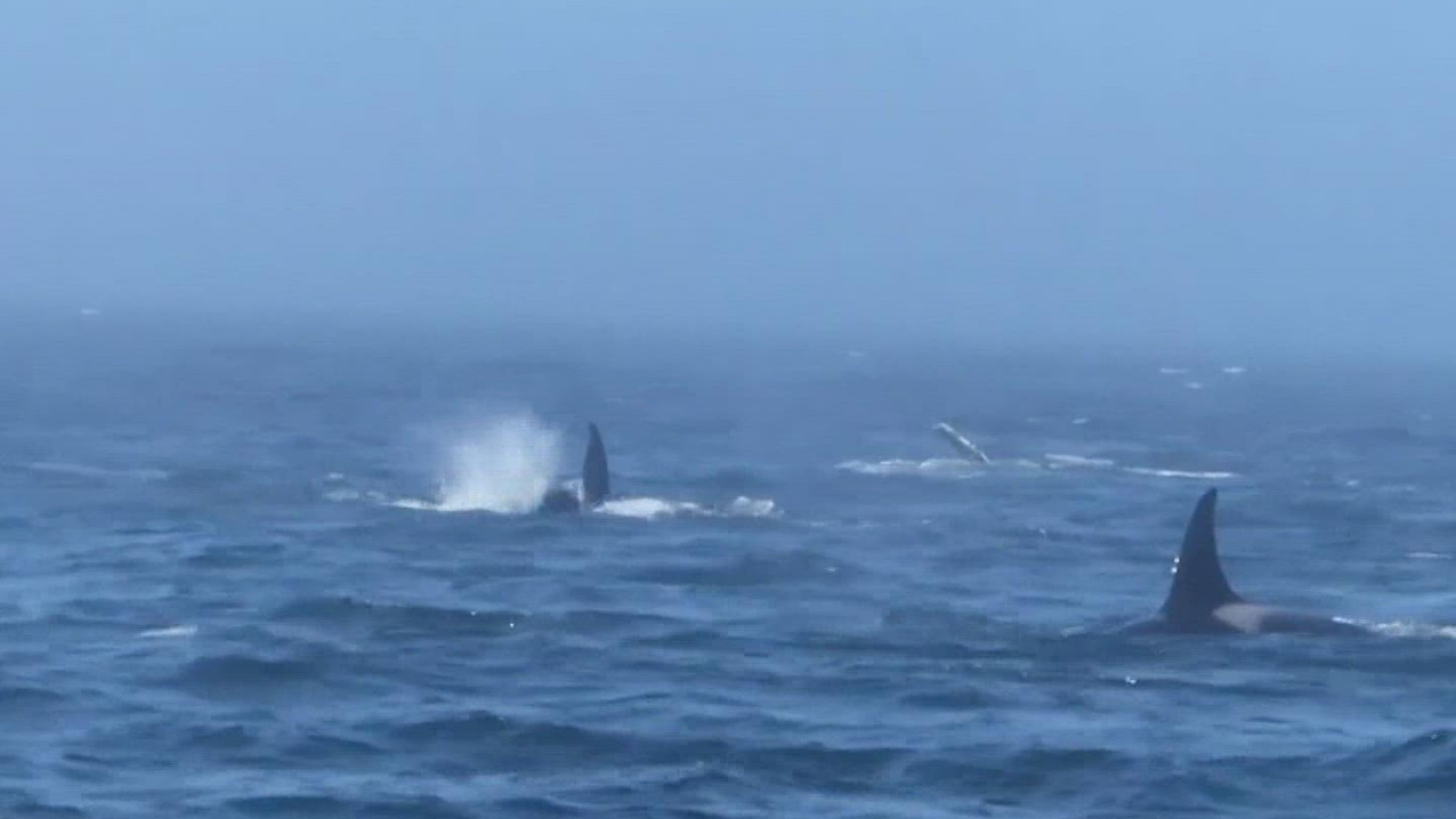 The Pacific Whale Watch Association says the encounter lasted for hours before the groups of whales slipped out of view.