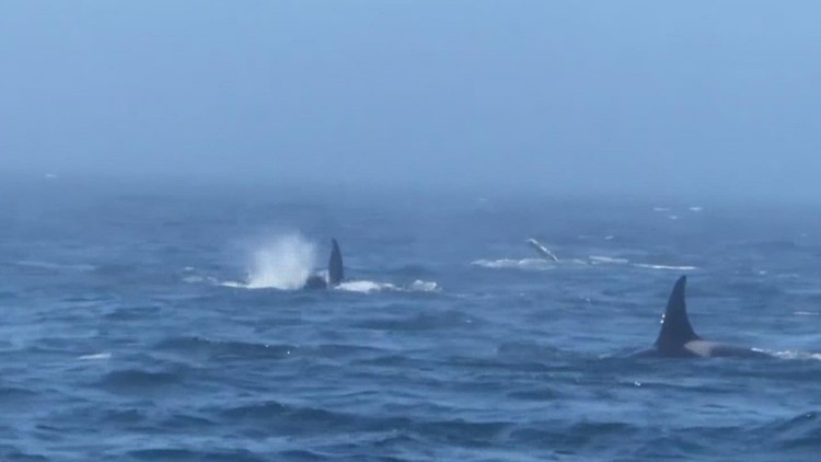 VIDEO: Humpback whales clash with transient orcas in Strait of Juan de Fuca