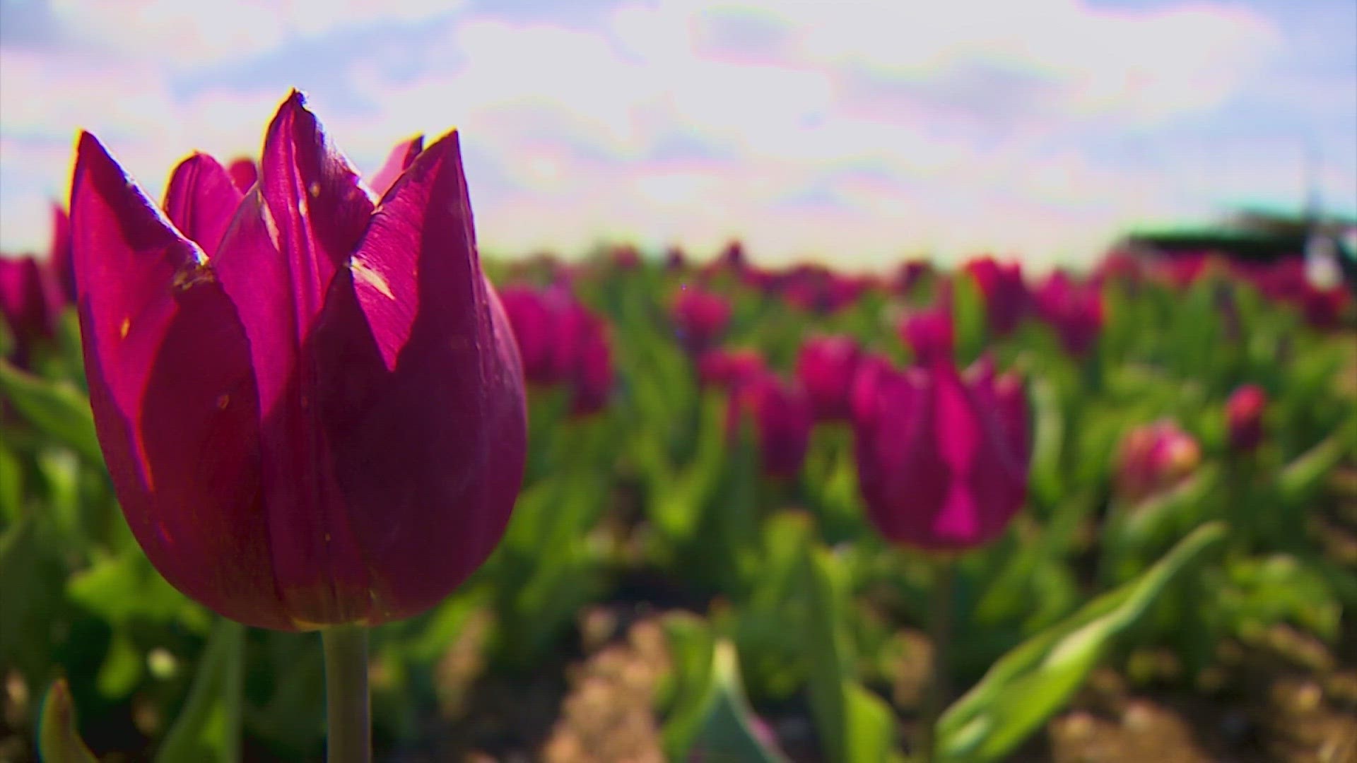 This weekend marks the start of tulip season in the Skagit Valley. The annual Tulip Festival has come on tough times since the pandemic, but hopes are high.