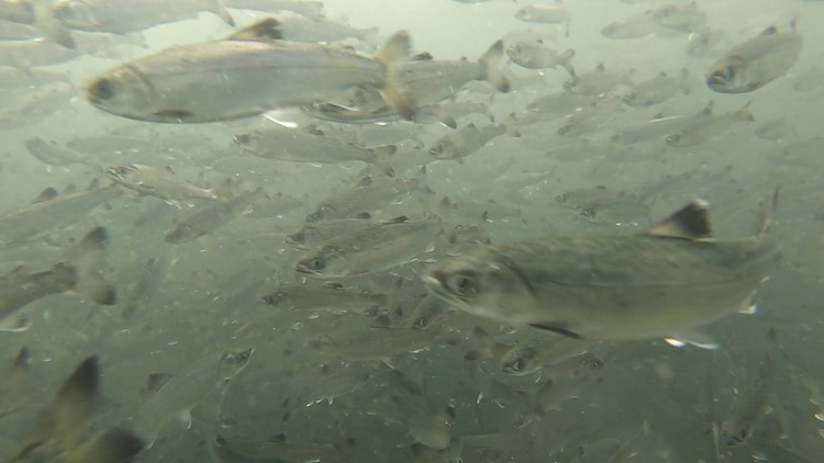 Puget Sound gains nearly 1 million new salmon on a very special day