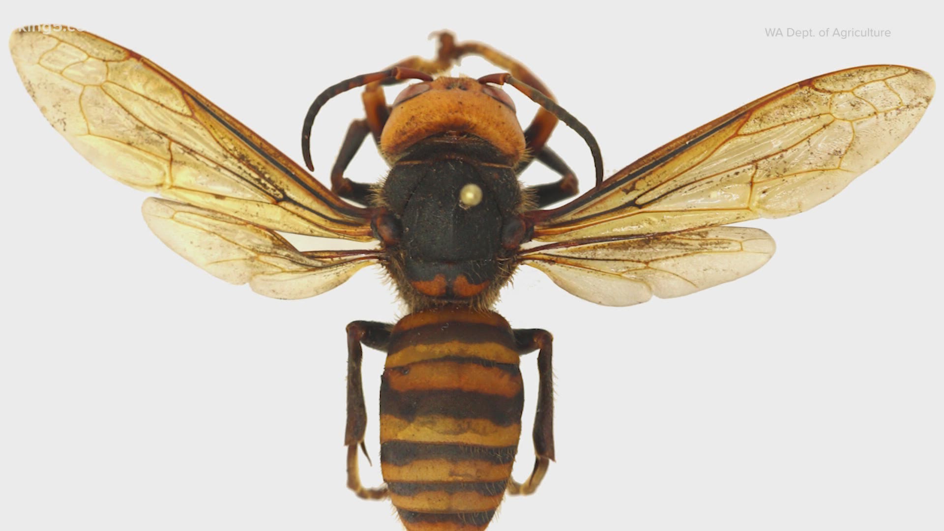 The Washington State Department of Agriculture said fake warning signs about Asian giant hornets were posted at several trailheads.
